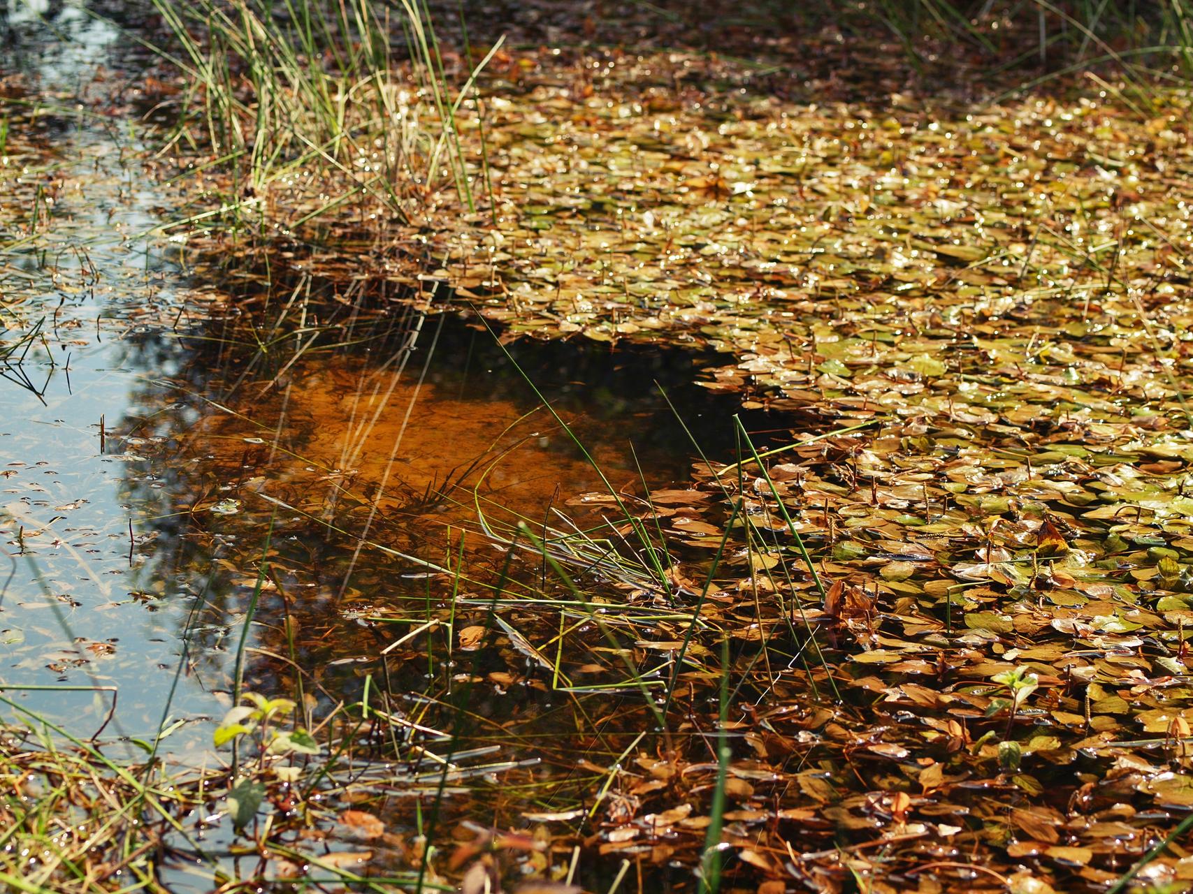 Murky water with floating brown leaves and green grass under natural light.