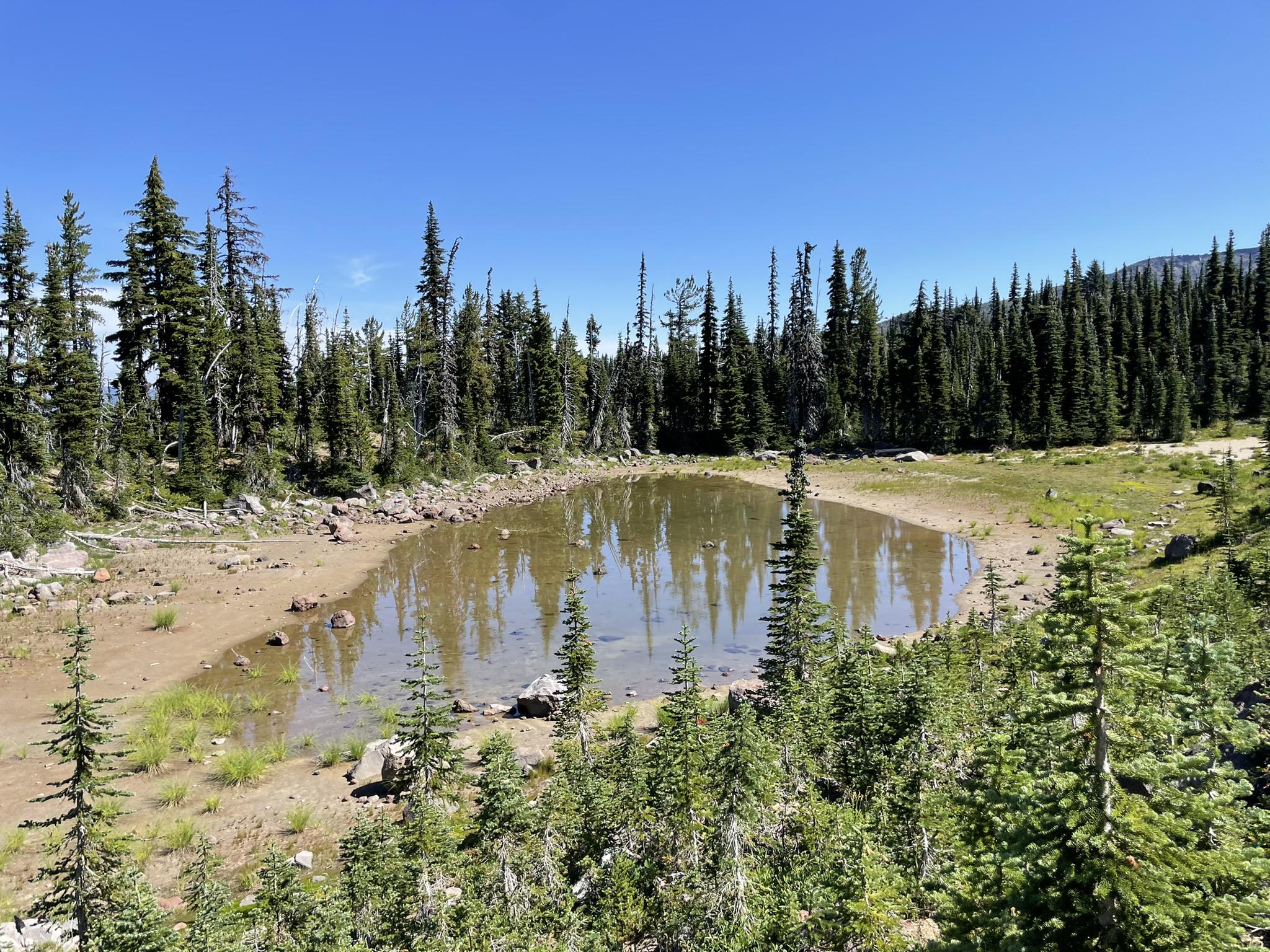 Small, shallow pond surrounded by evergreen trees and dry ground under a clear sky.