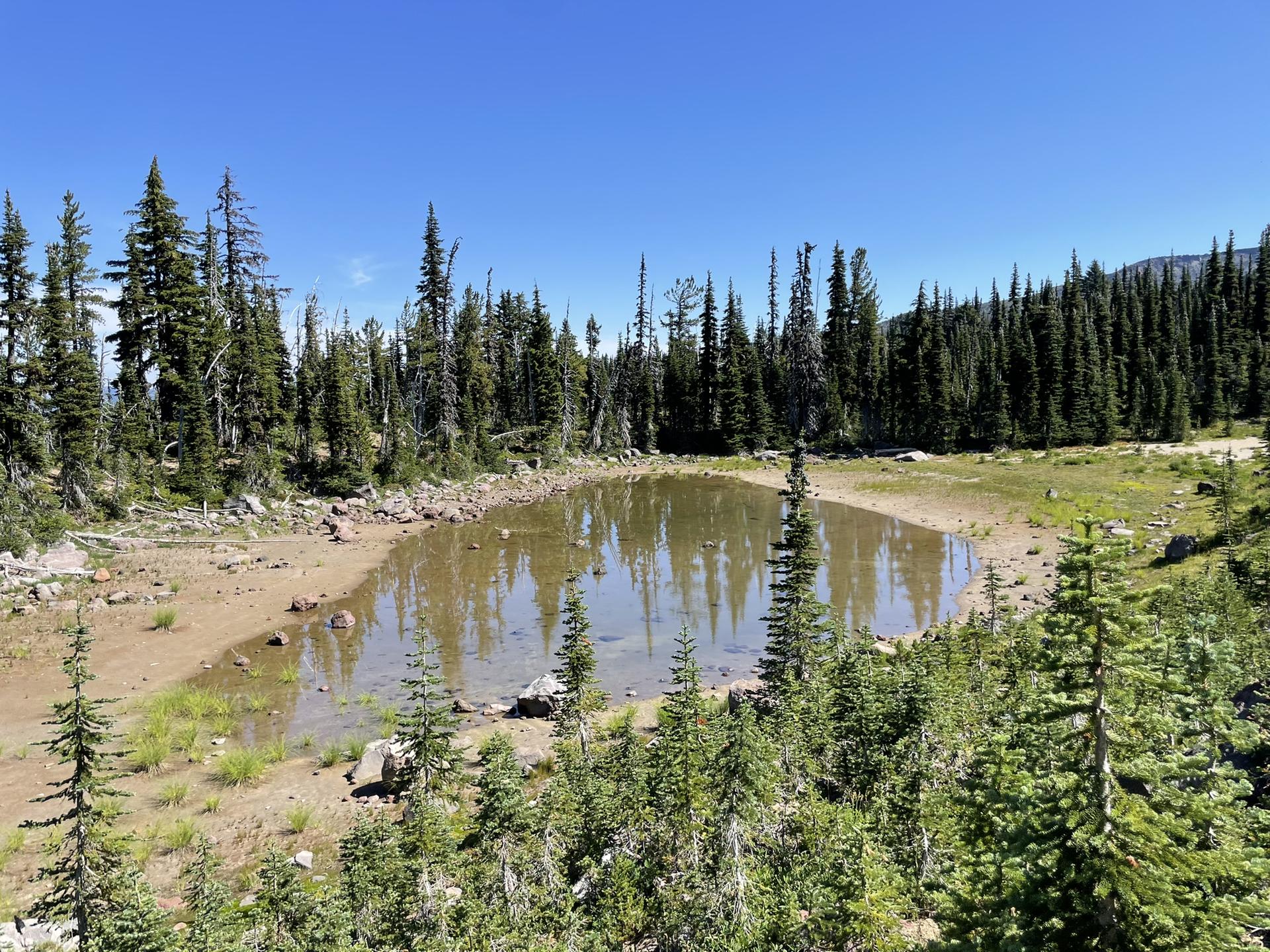 Small, shallow pond surrounded by evergreen trees and dry ground under a clear sky.