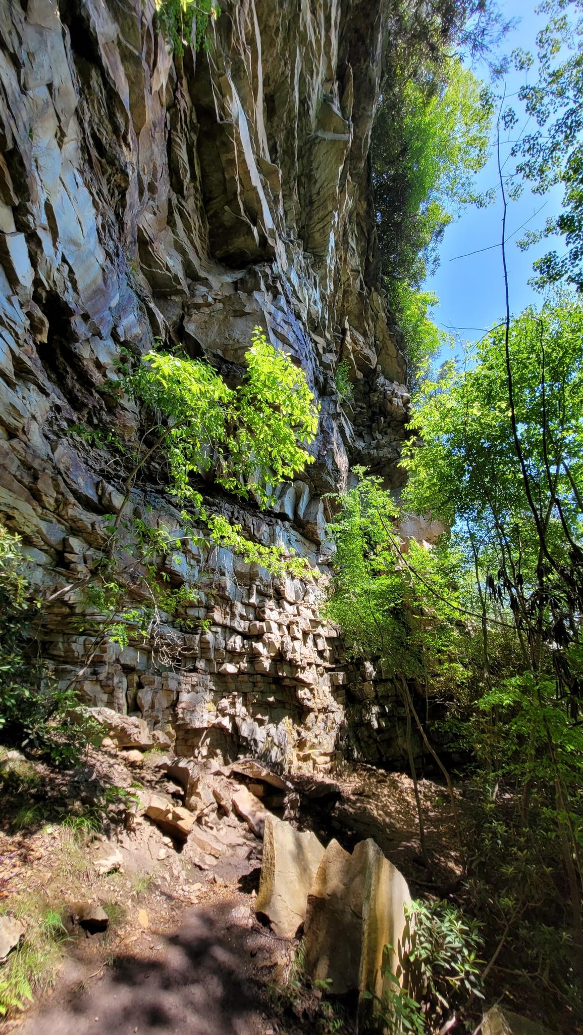 A sunny path at the base of a tall, green-covered rock cliff.