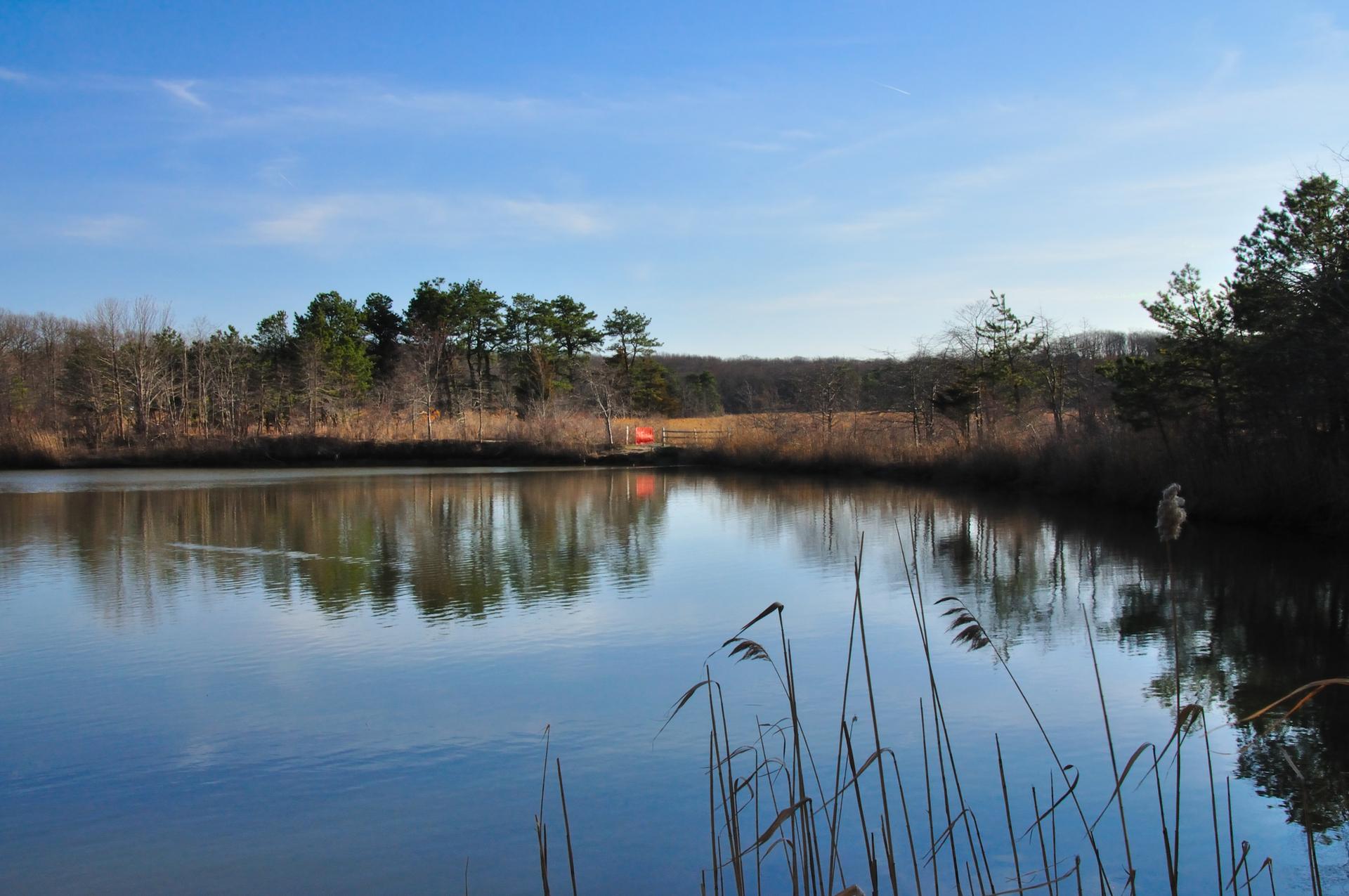 Sunny lake with reeds, reflecting trees, and a person fishing.