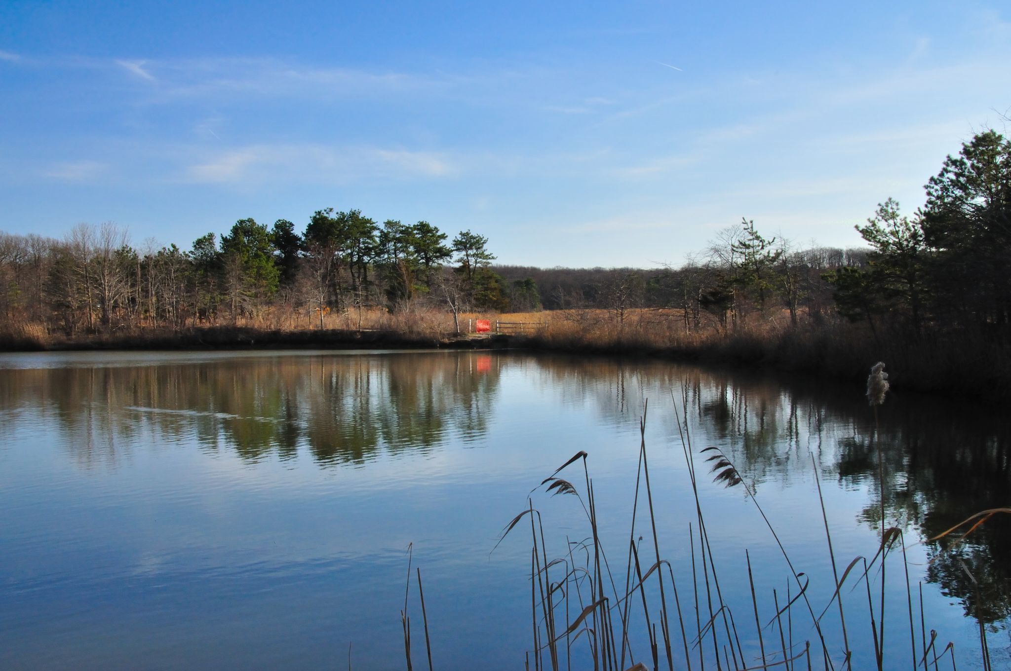 Sunny lake with reeds, reflecting trees, and a person fishing. - Cheesequake Blue Trail