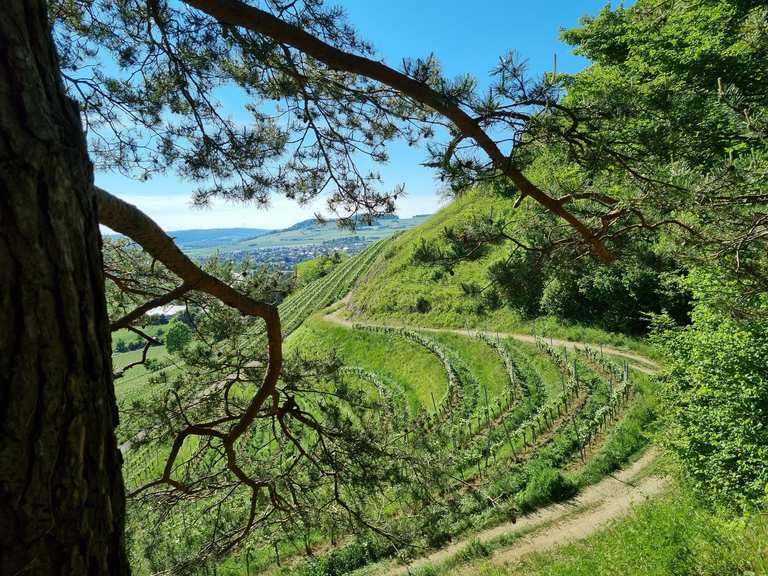 Weinberg Elisabethenberg – höchstgelegener Weinberg Deutschlands ...