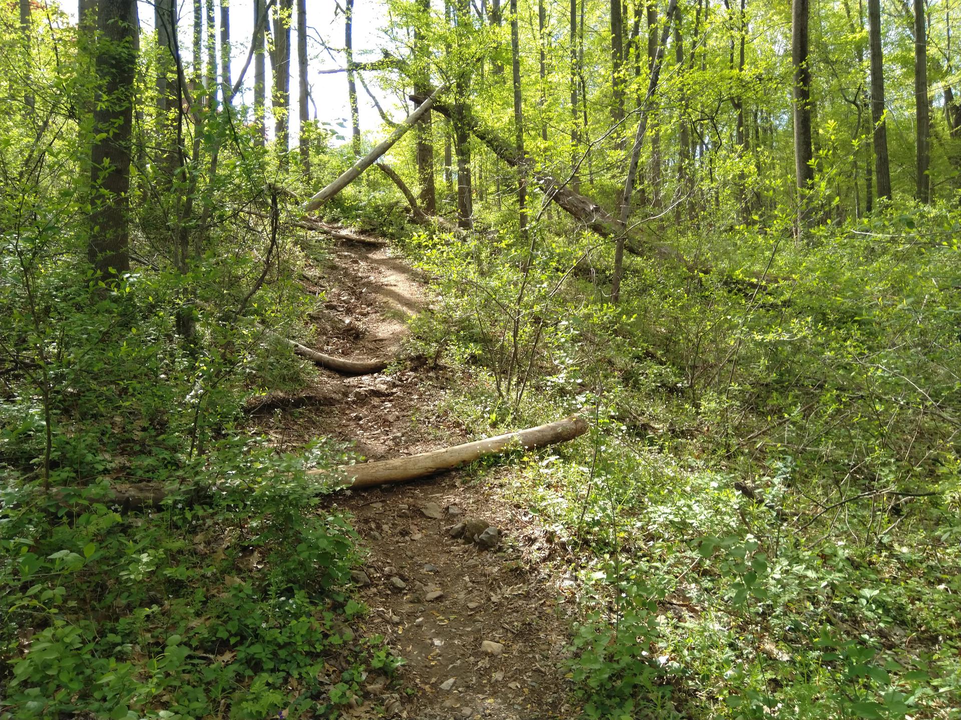 A winding dirt path ascends through a bright, lush green forest.