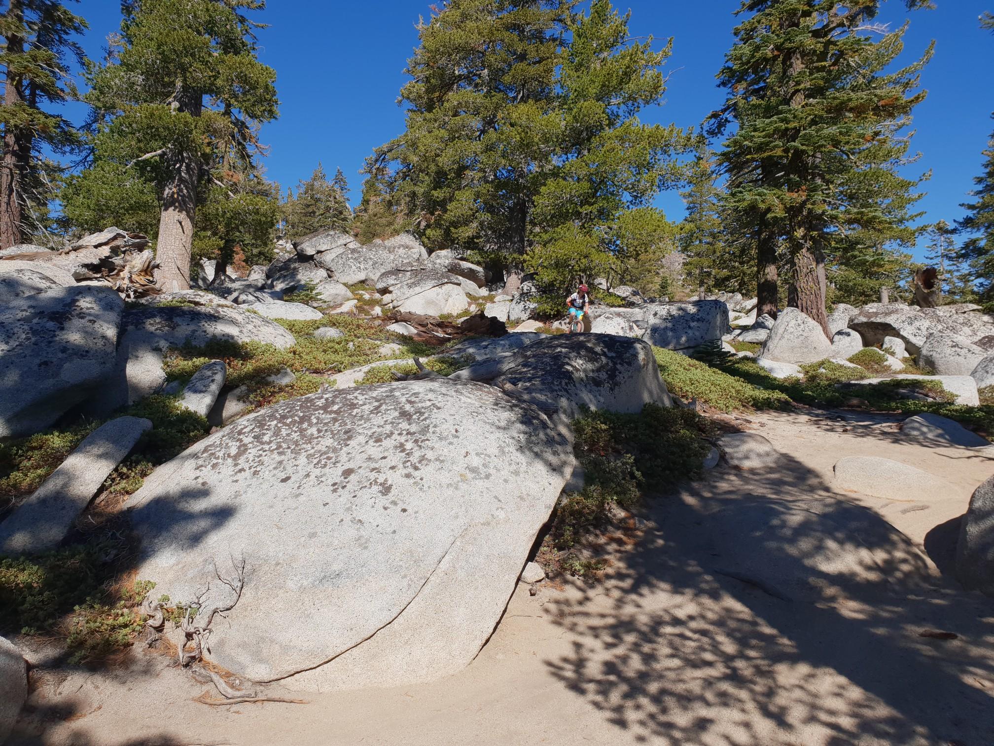 Sunny trail winding through large boulders and tall pine trees.