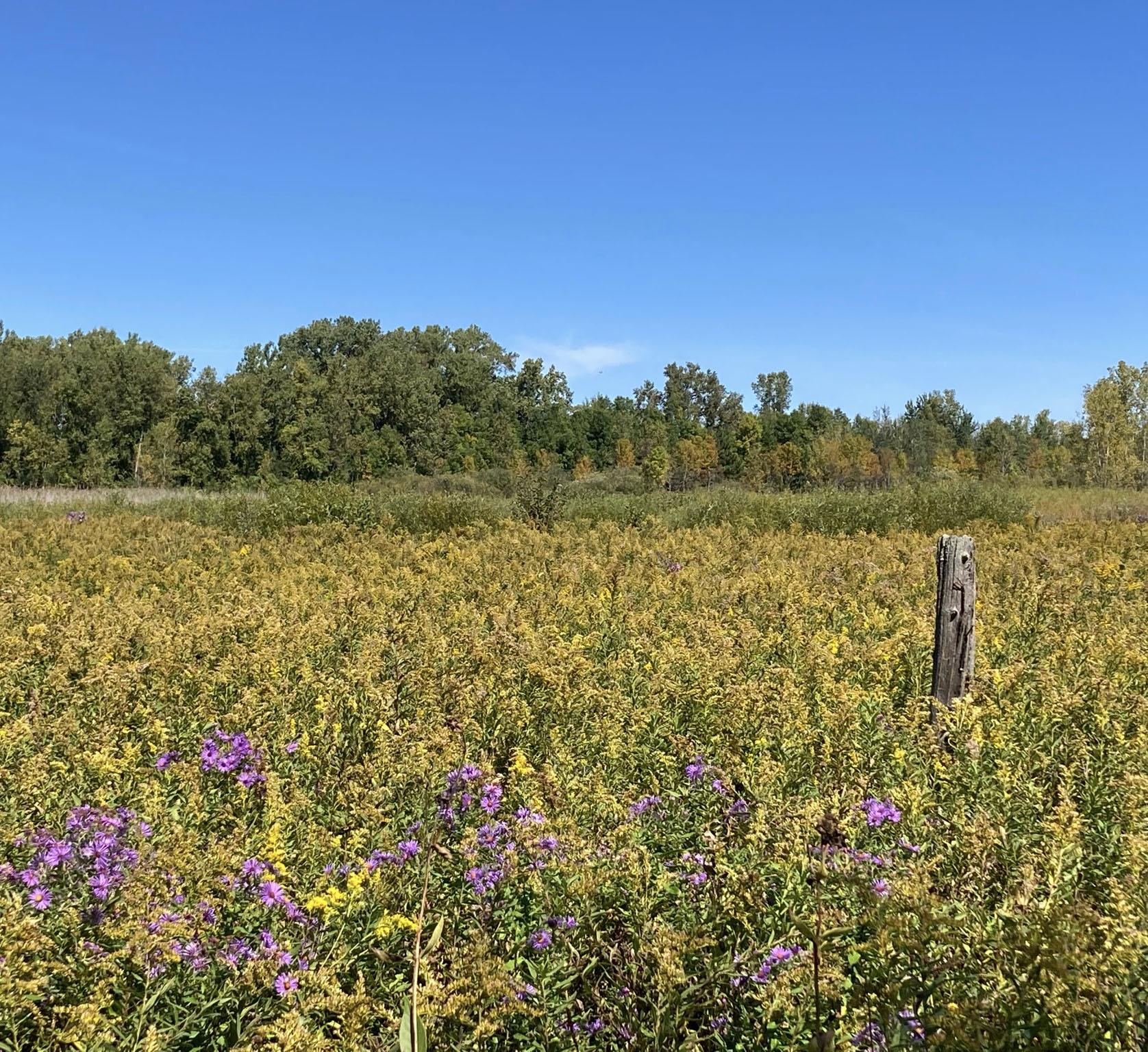 A vibrant field of yellow and purple wildflowers under a clear blue sky.