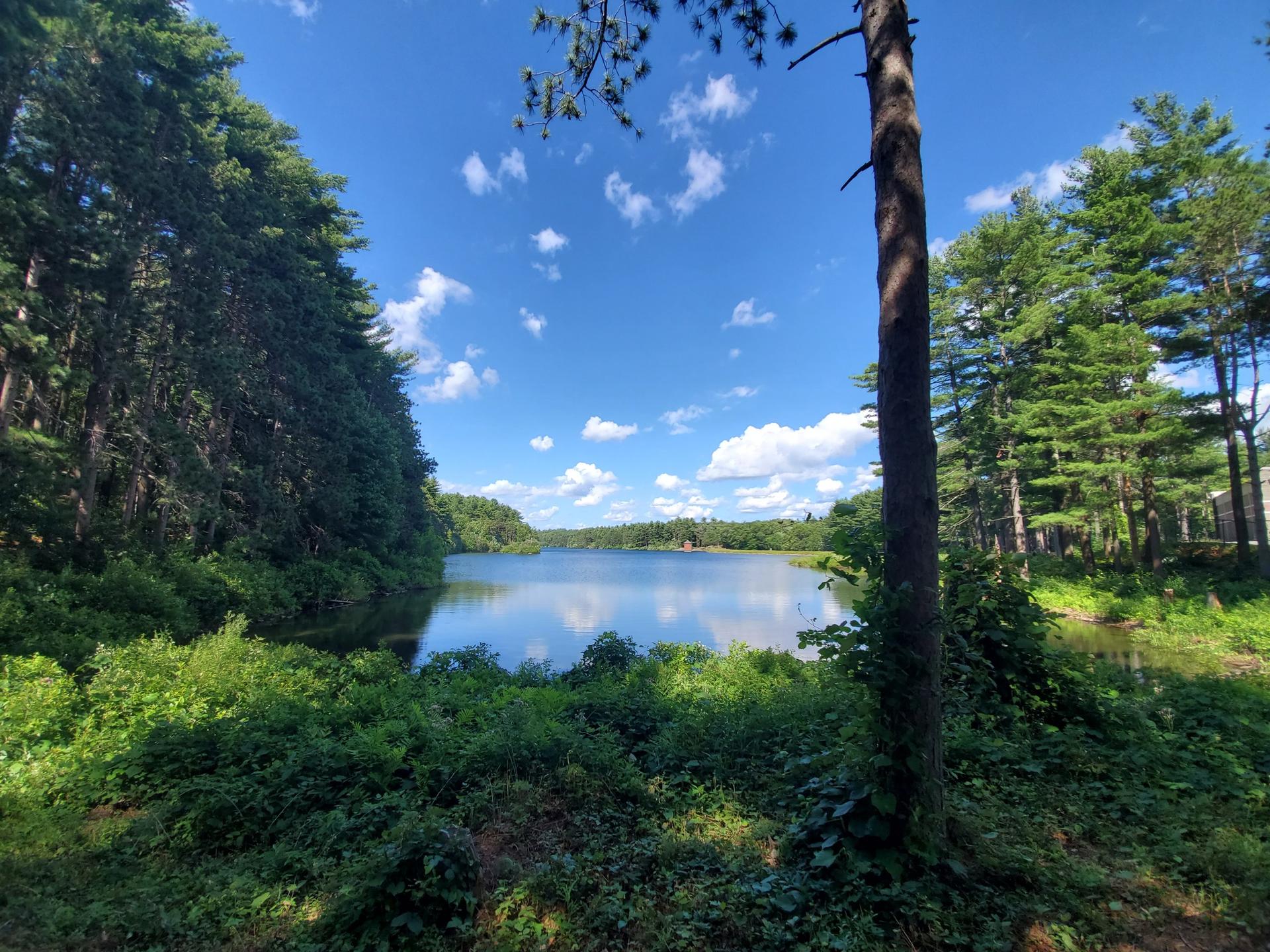 Sunny day over a lake, framed by lush green trees and blue sky.