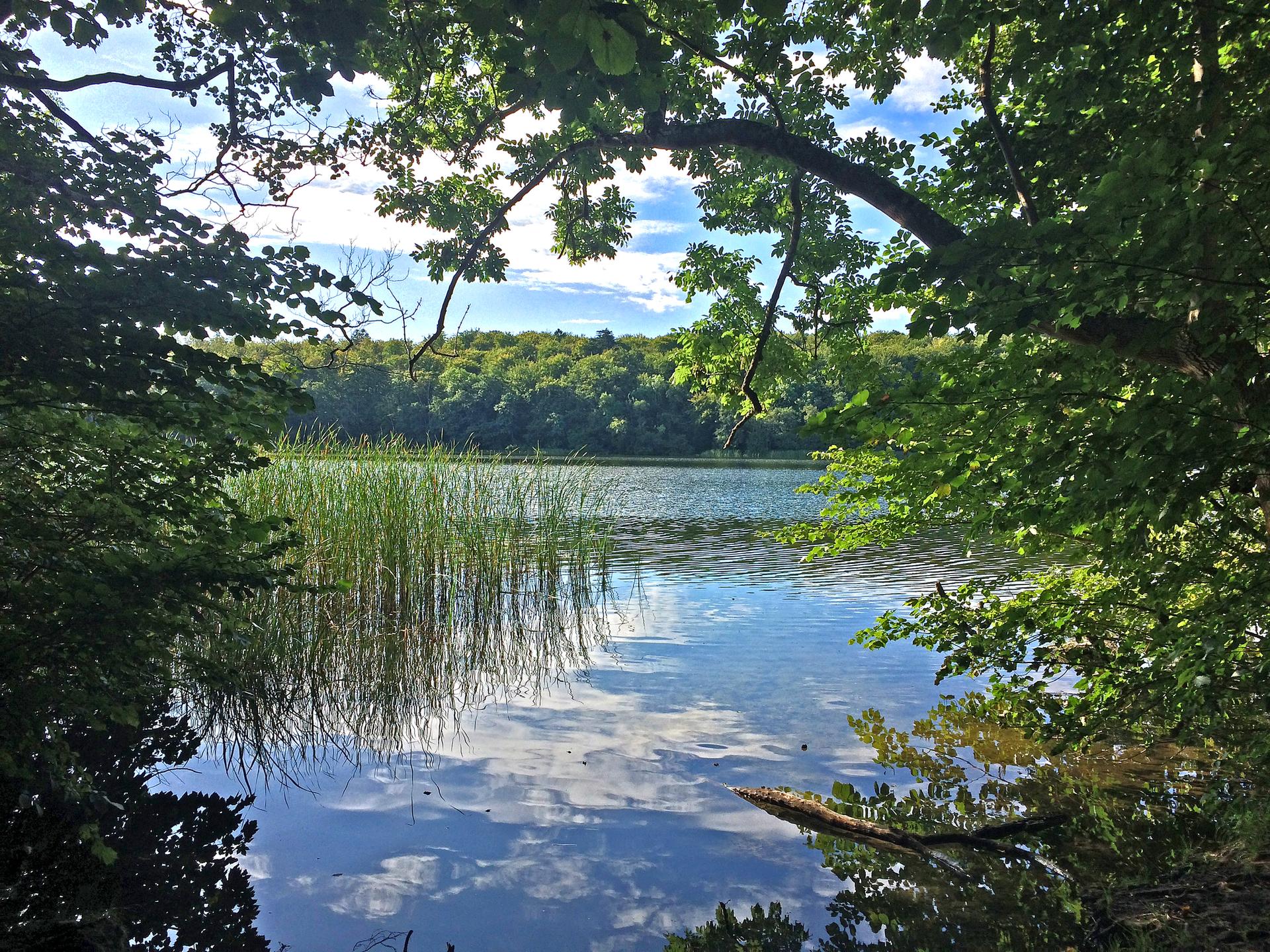 Lush green branches frame a serene lake with reeds and cloud reflections.