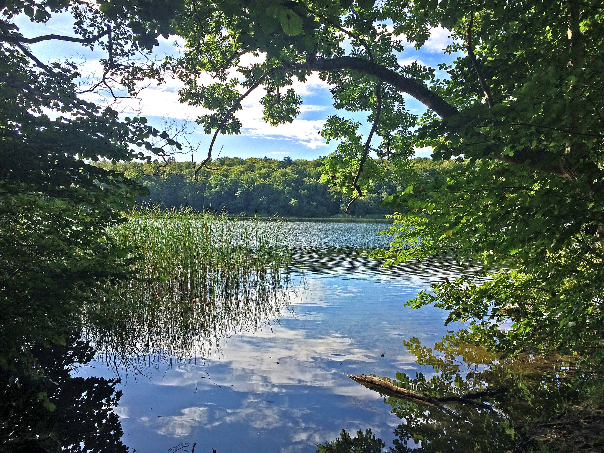 Lush green branches frame a serene lake with reeds and cloud reflections. - Forest Lake and Mauthe Lake Loop