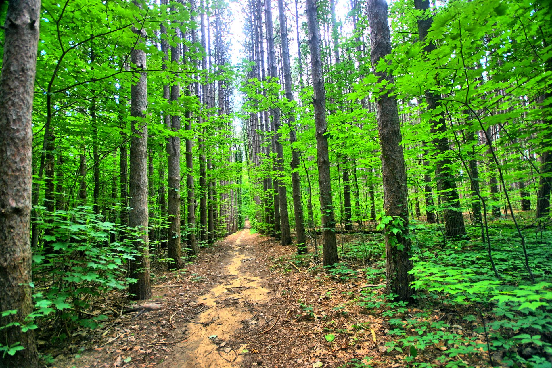 Dirt path through a vibrant green forest with tall trees, bright light.