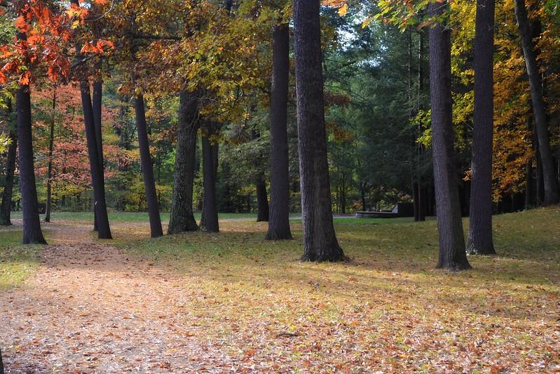 Forest floor covered in autumn leaves, tall trees, dappled sunlight.