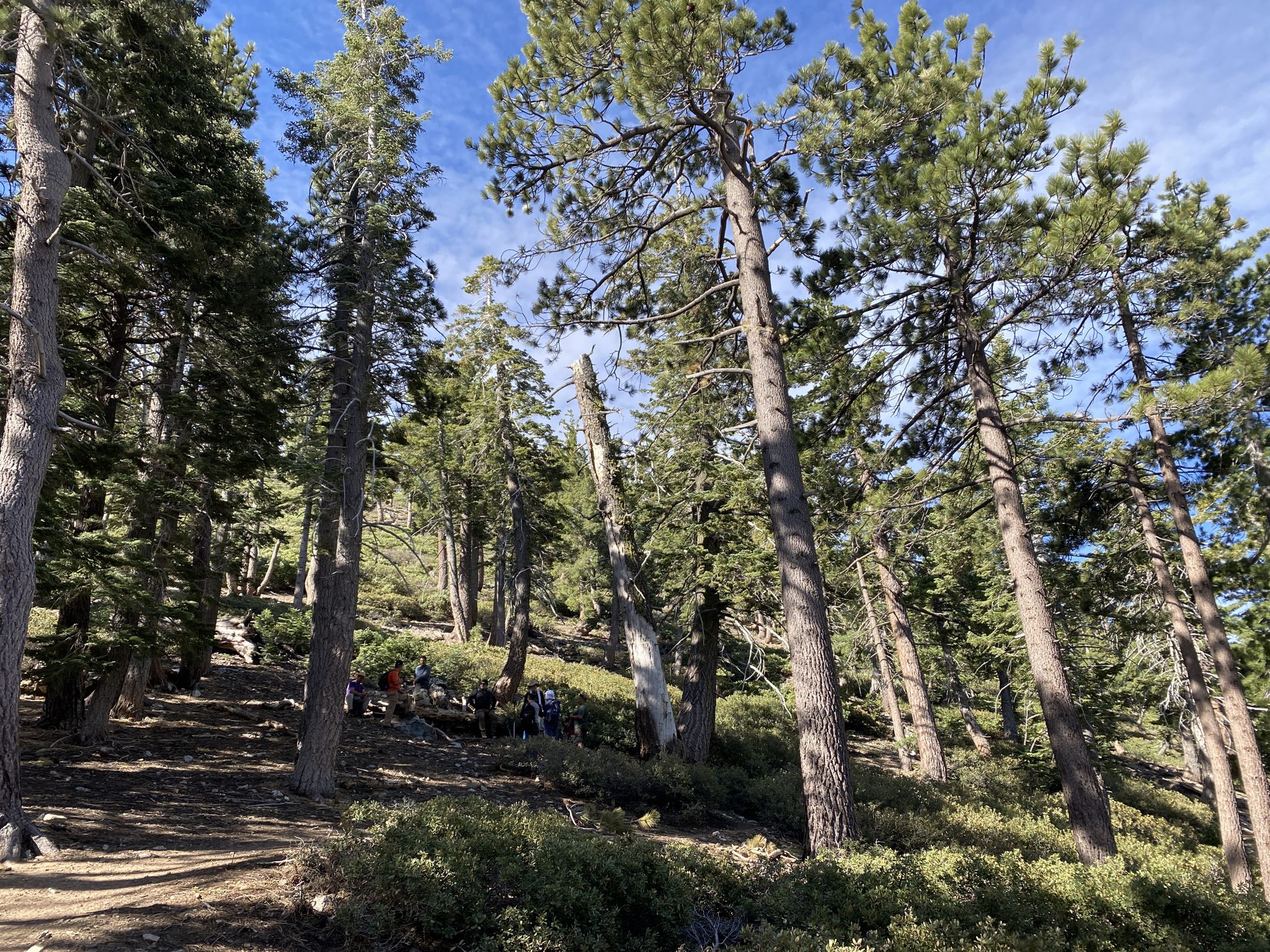 Tall pine trees dominate a sunny forest landscape under a blue sky. - Icehouse Canyon Trail