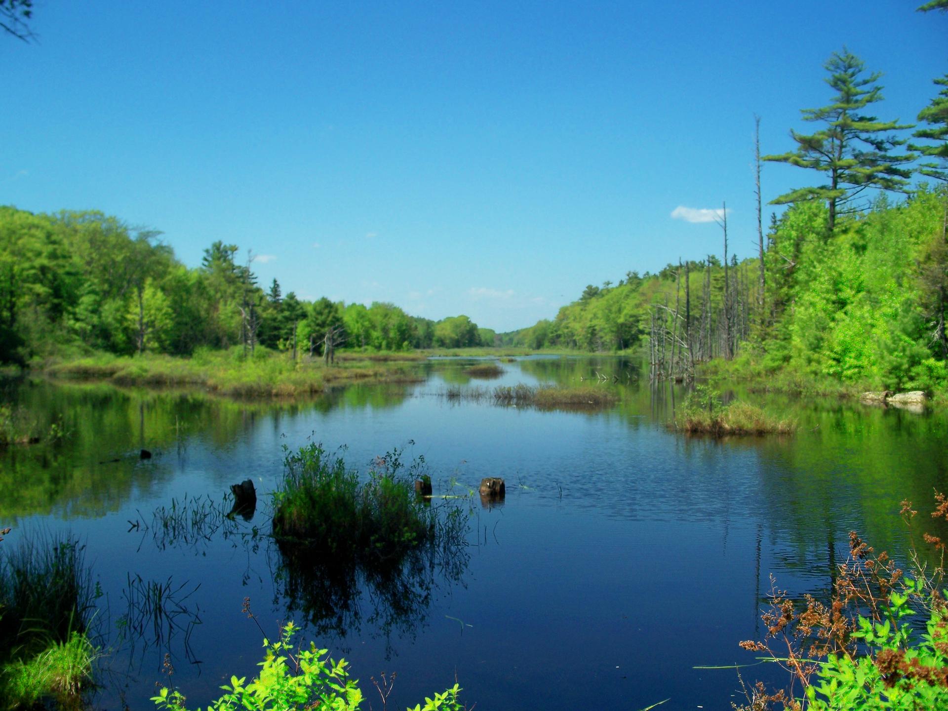 A serene pond surrounded by lush green trees under a clear blue sky.