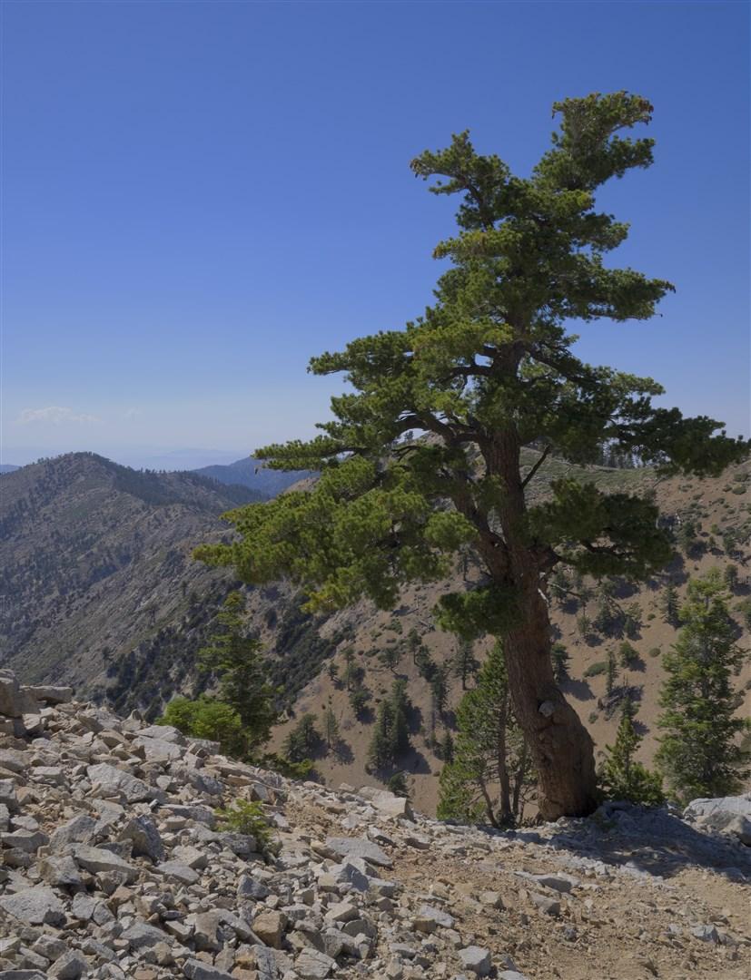 Lone pine tree on a rocky mountain ridge under clear blue sky.