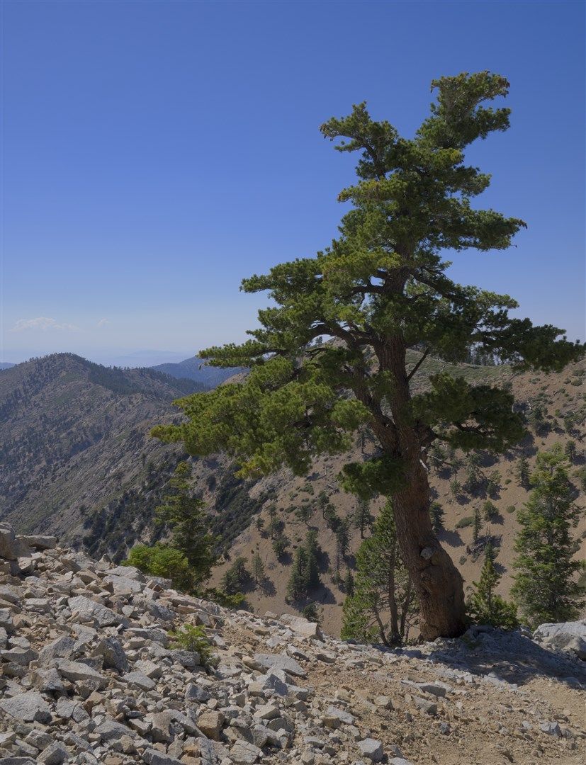 Lone pine tree on a rocky mountain ridge under clear blue sky. - PCT: California Section D