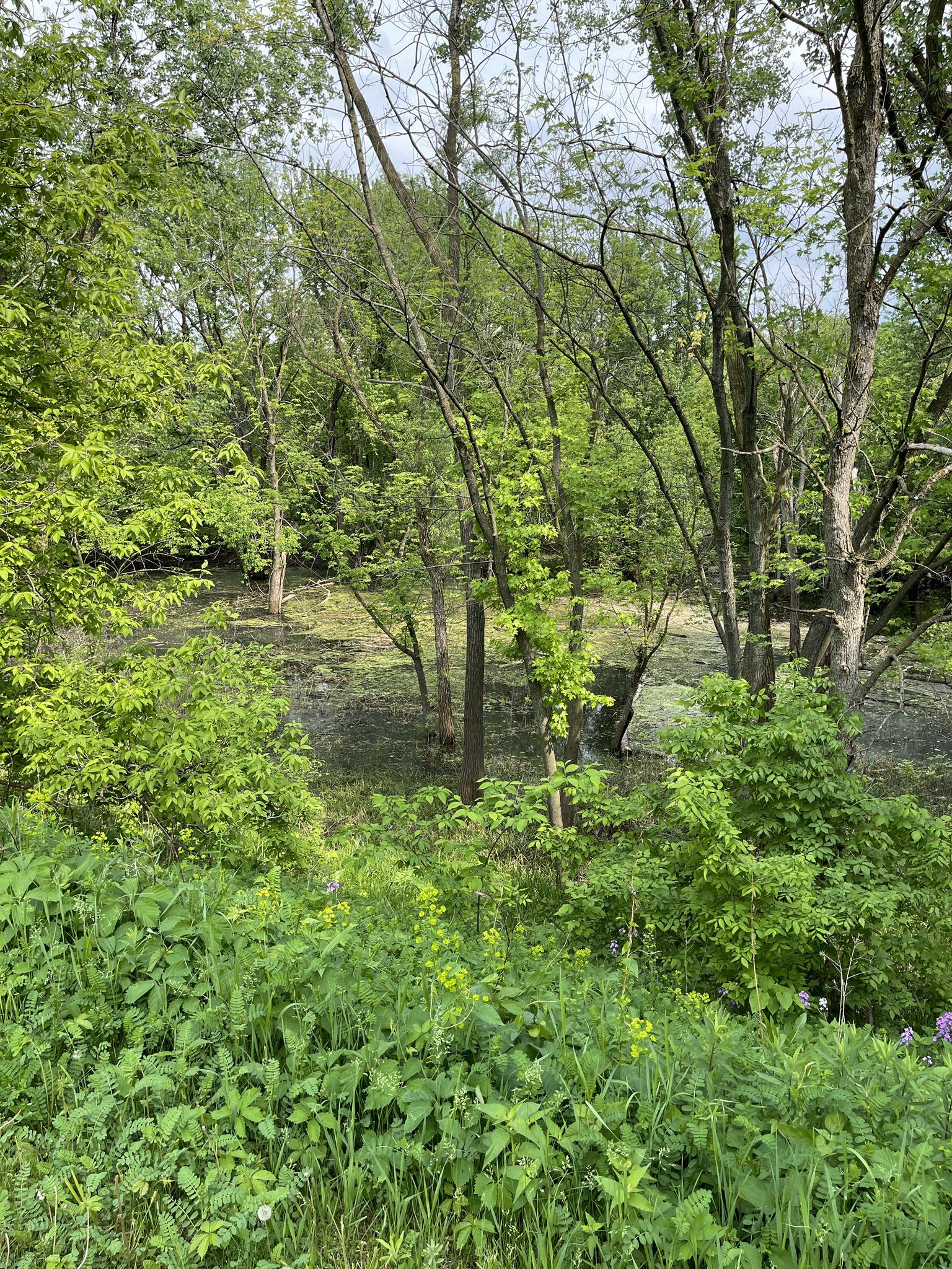 Dense green forest with lush undergrowth and swampy ground on an overcast day.