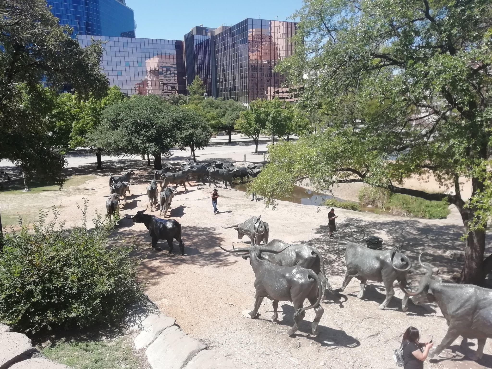 People walk among numerous bronze cattle statues in a sunny urban park. - Downtown Dallas loop