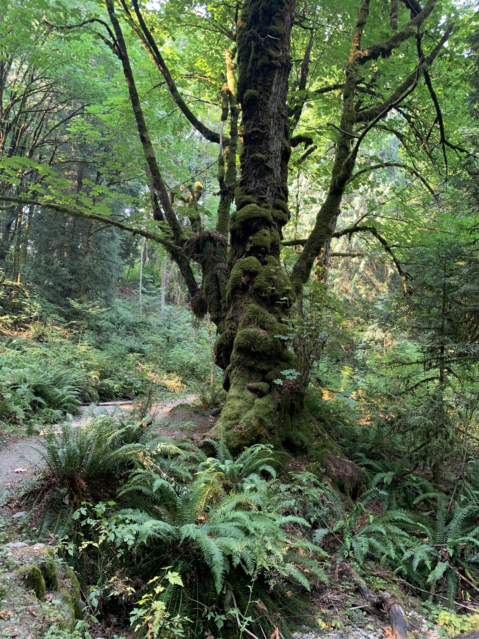 A large, ancient tree heavily covered in moss in a lush forest.