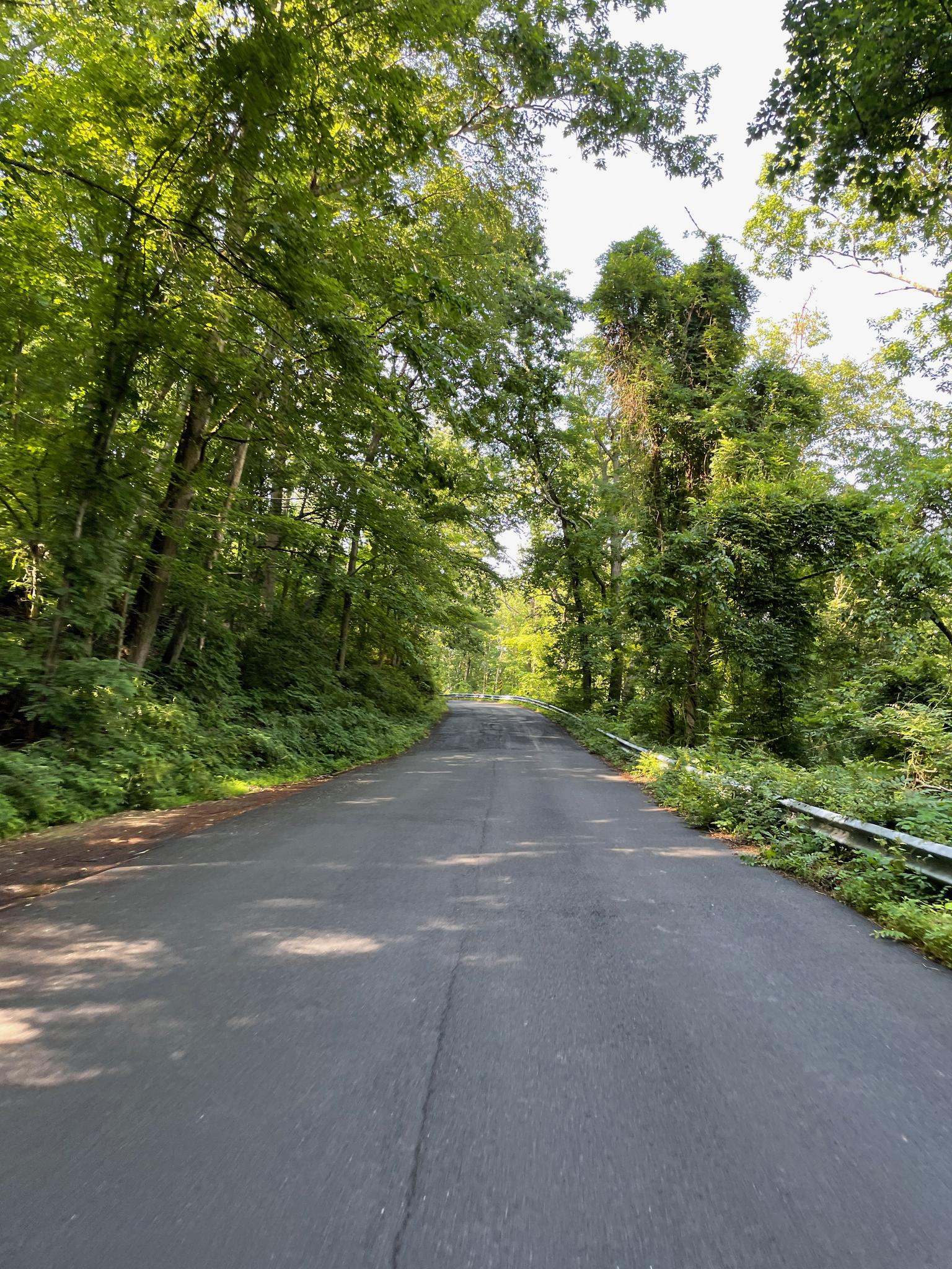 Paved road winding through a sunlit forest with tall green trees.