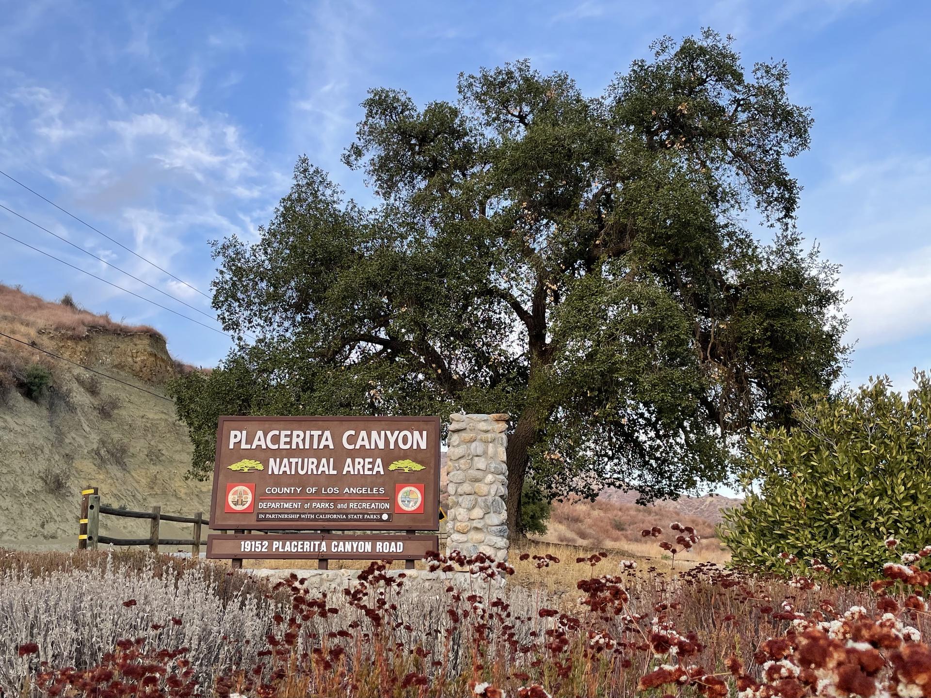 A large oak tree stands behind a natural area sign and dry plants.