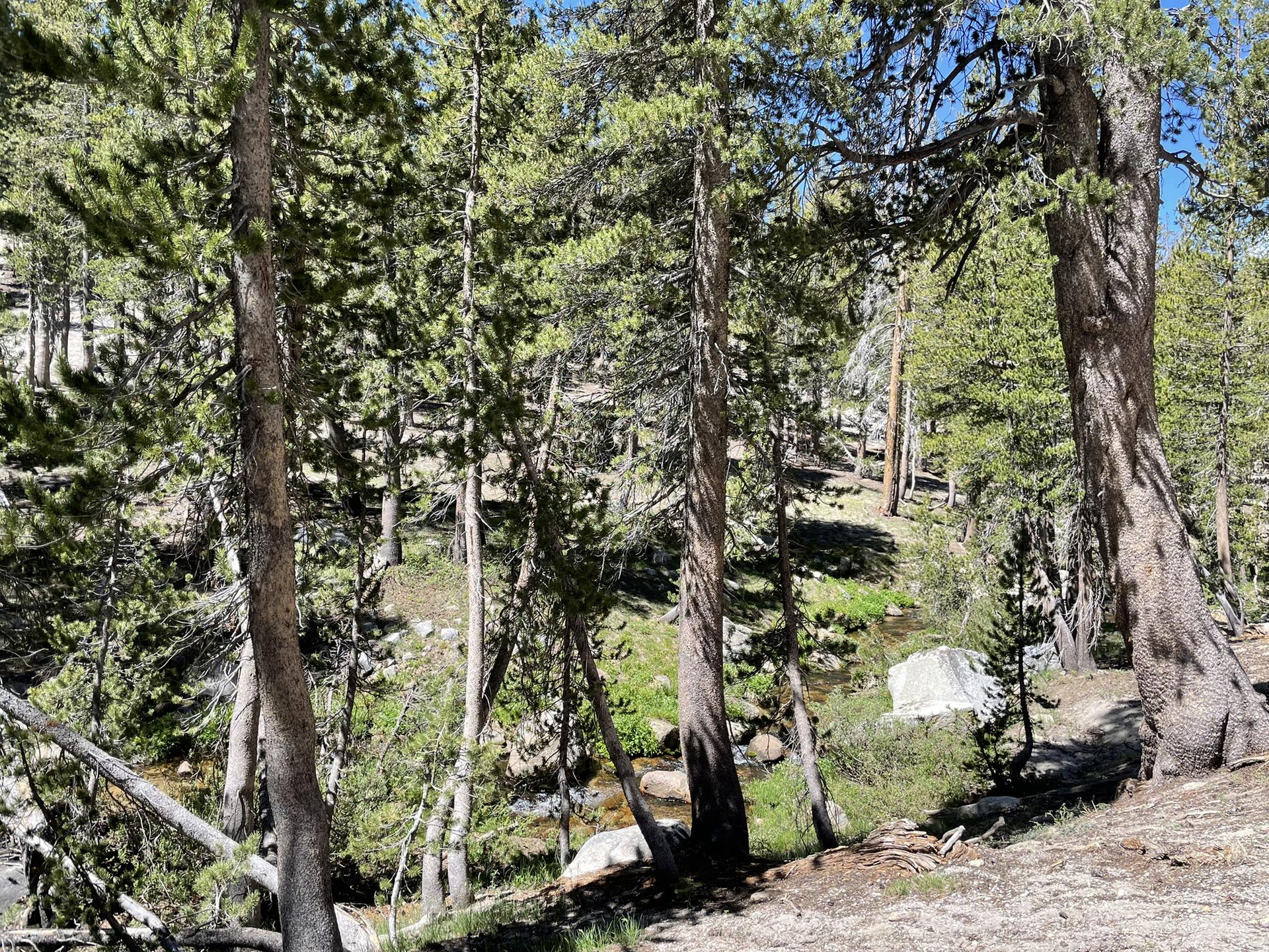 Sunny forest scene with tall pine trees and a small stream below.
