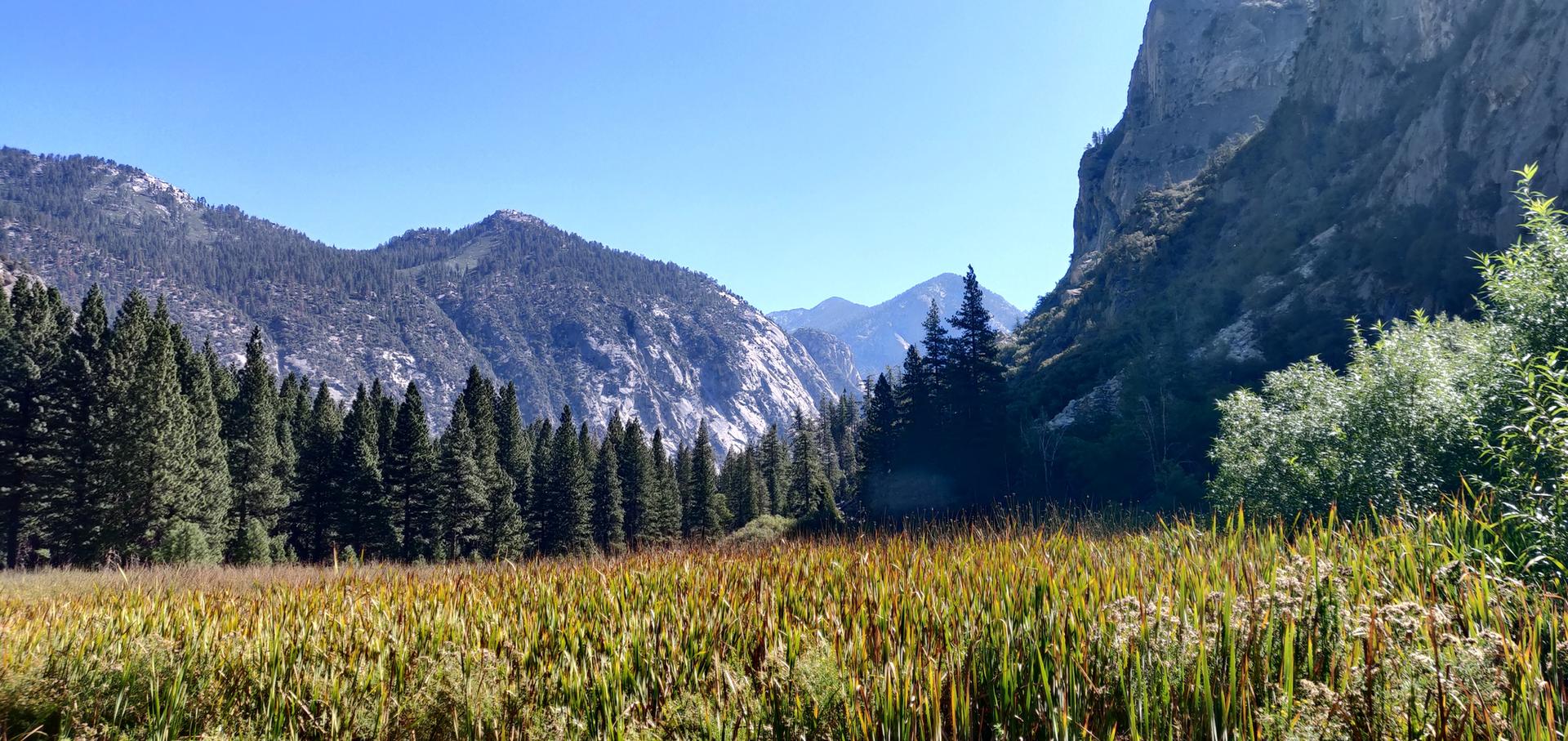 Wide marshy field with pine forest and rocky mountains under blue sky.