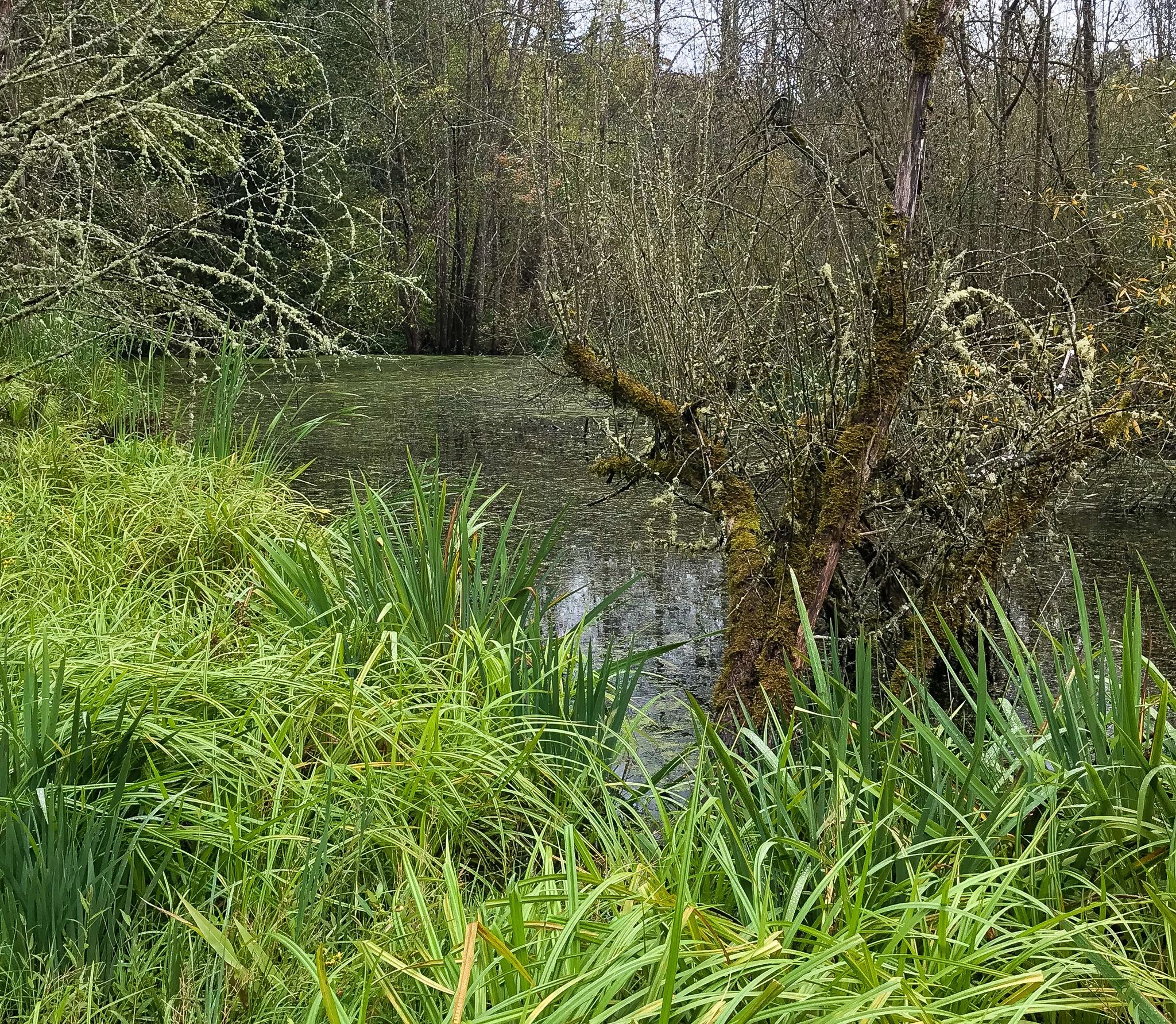 A murky pond surrounded by lush green reeds and mossy trees under diffused light. - Soos Creek Trail – Soos Creek Trail loop from Lake Holm