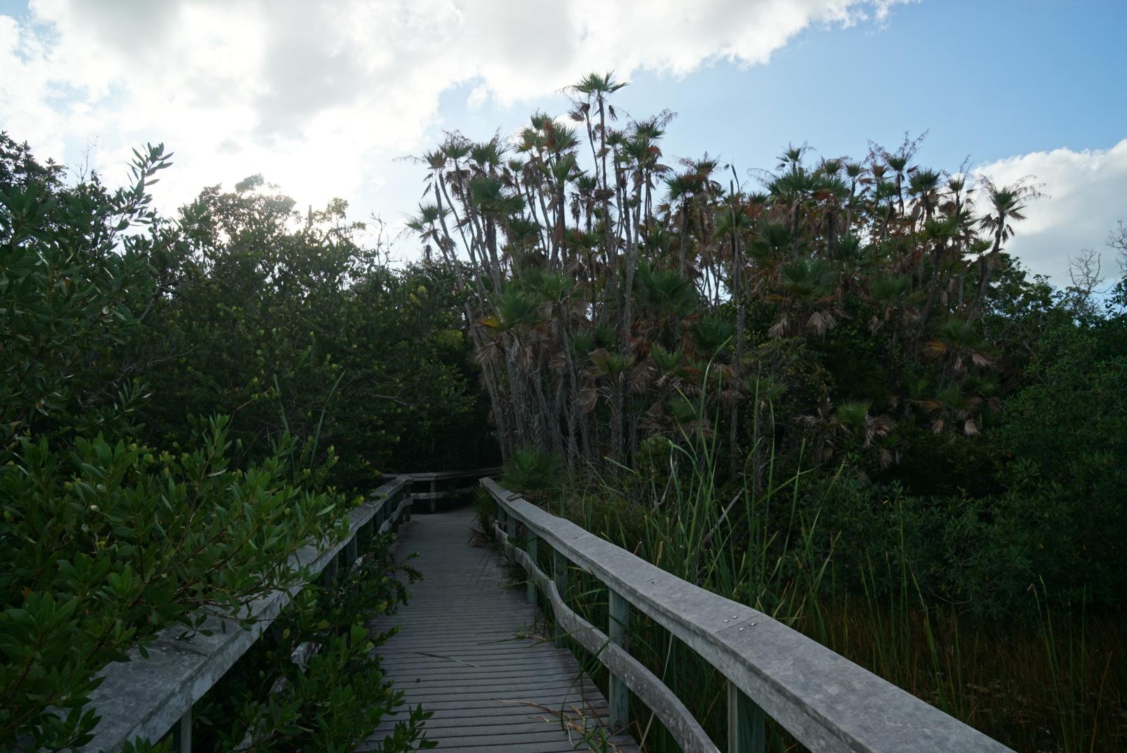 Wooden boardwalk winding through dense tropical foliage under a bright sky.
