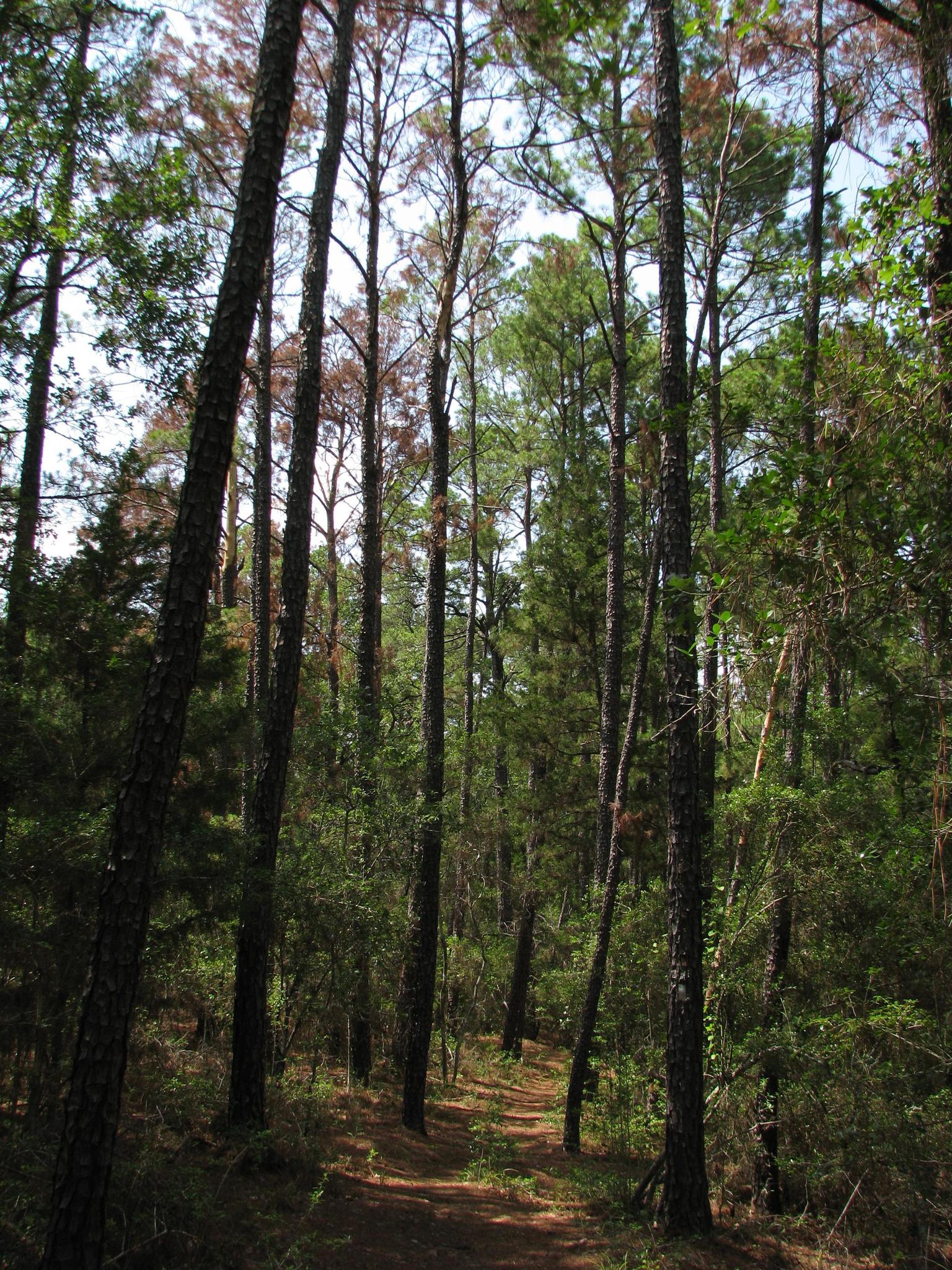 Tall pine trees line a sun-dappled forest path.