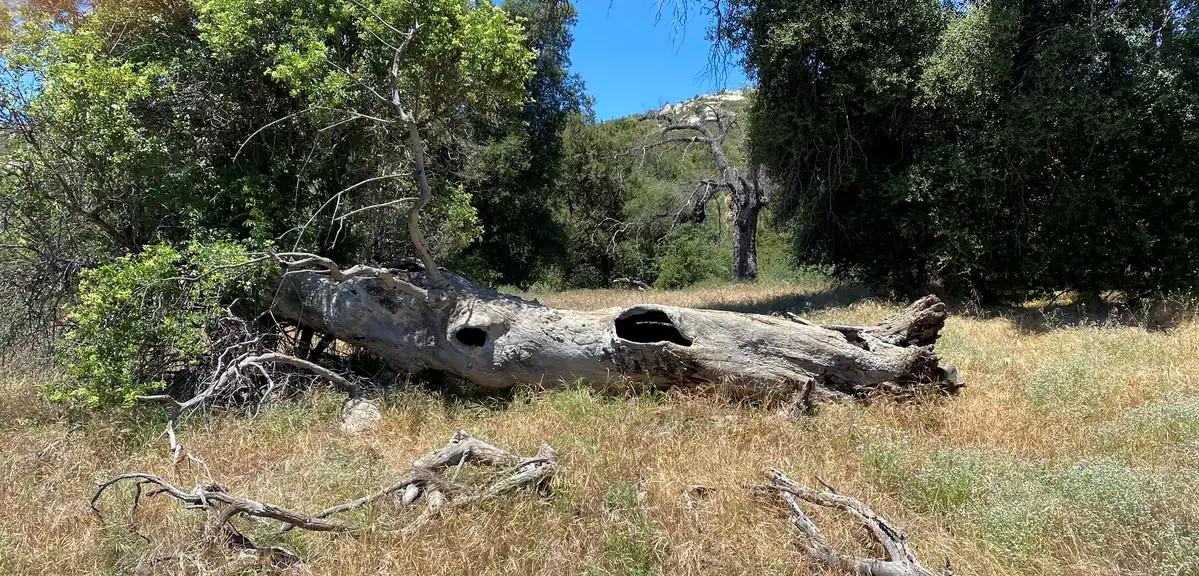 Large hollowed fallen tree trunk lying in a grassy field under bright sunlight.