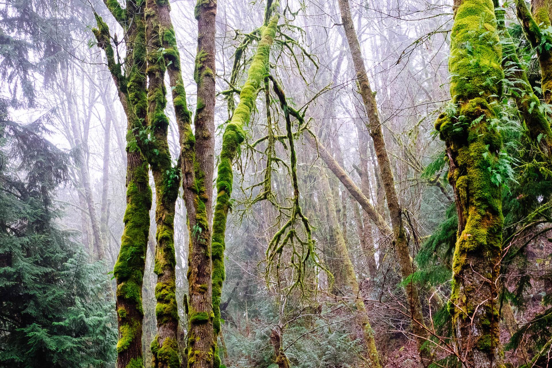 Moss-covered trees in a misty, dense forest under soft light.