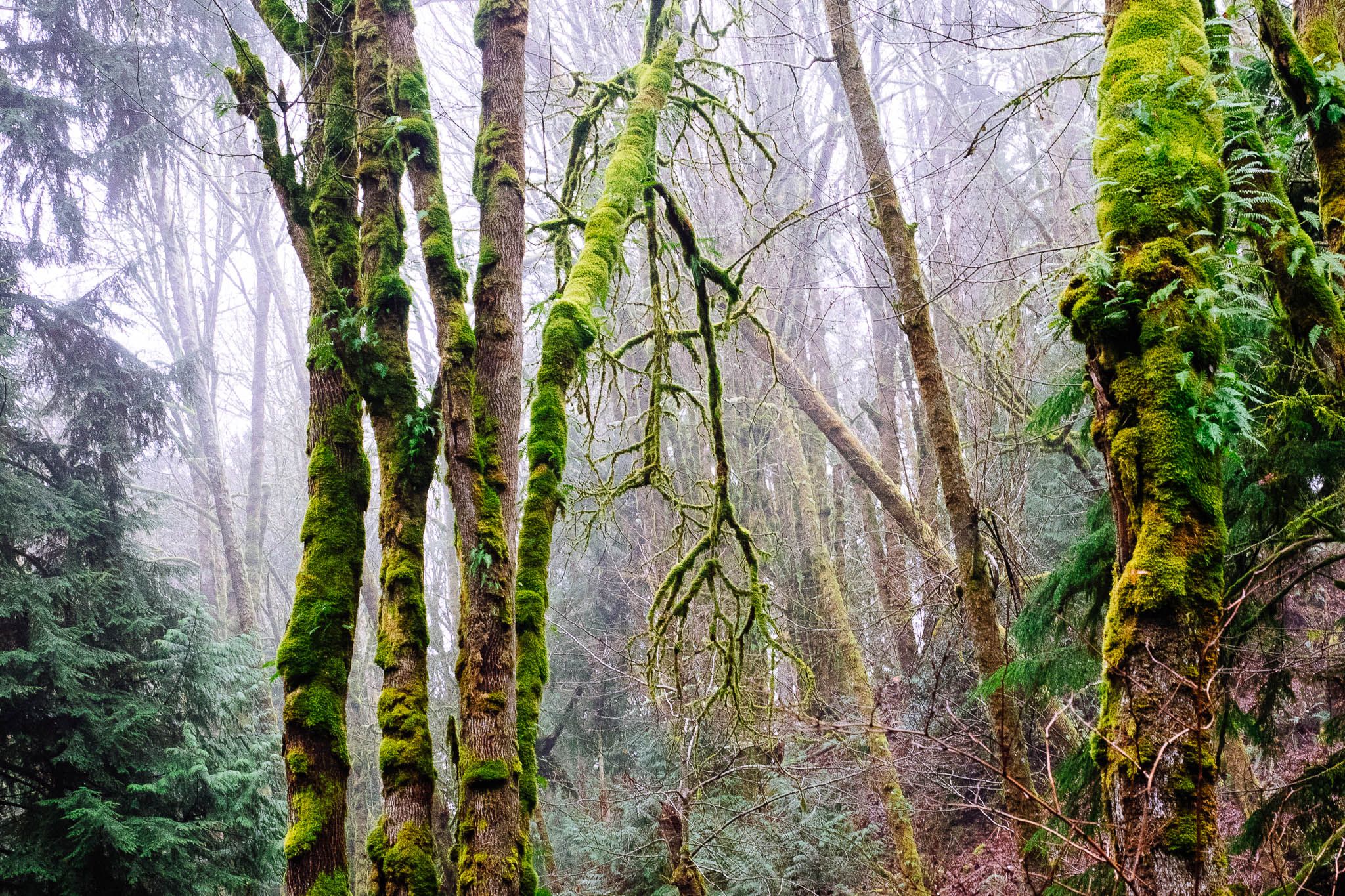 Moss-covered trees in a misty, dense forest under soft light. - Lloyd and Forest Ridge Trail Loop