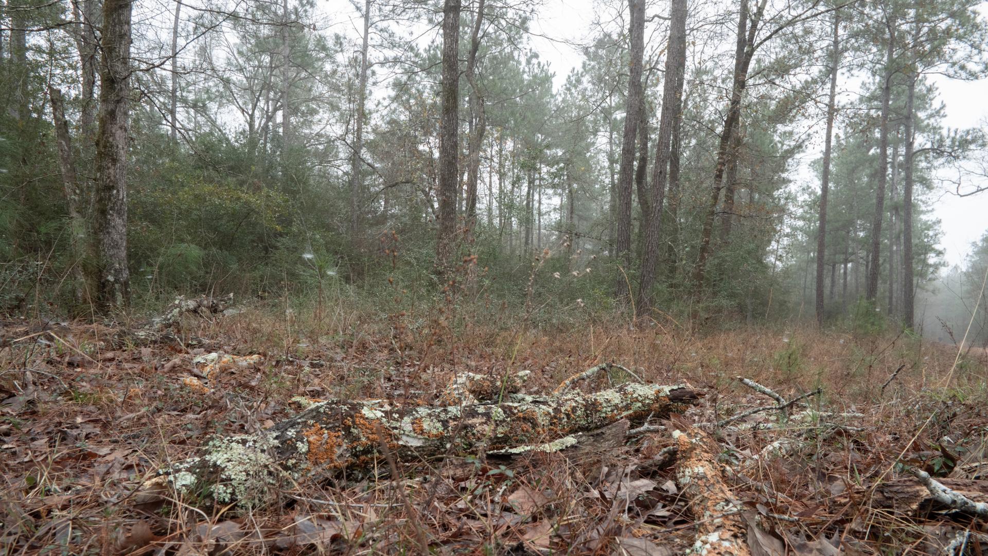 Lichen-covered logs on a forest floor under an overcast sky.