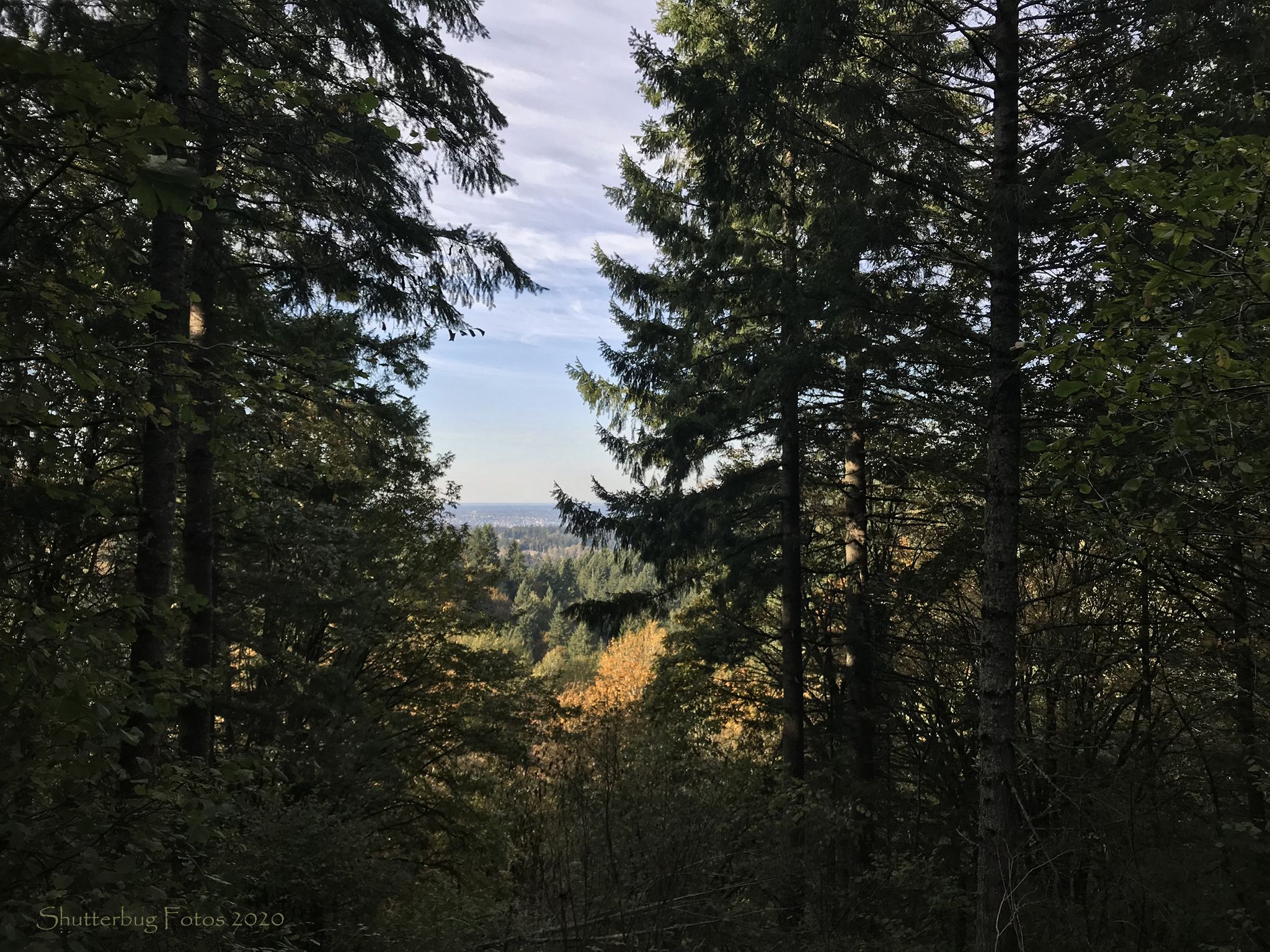 View through tall forest trees to a distant landscape under a bright sky. - Squak Mountain Loop
