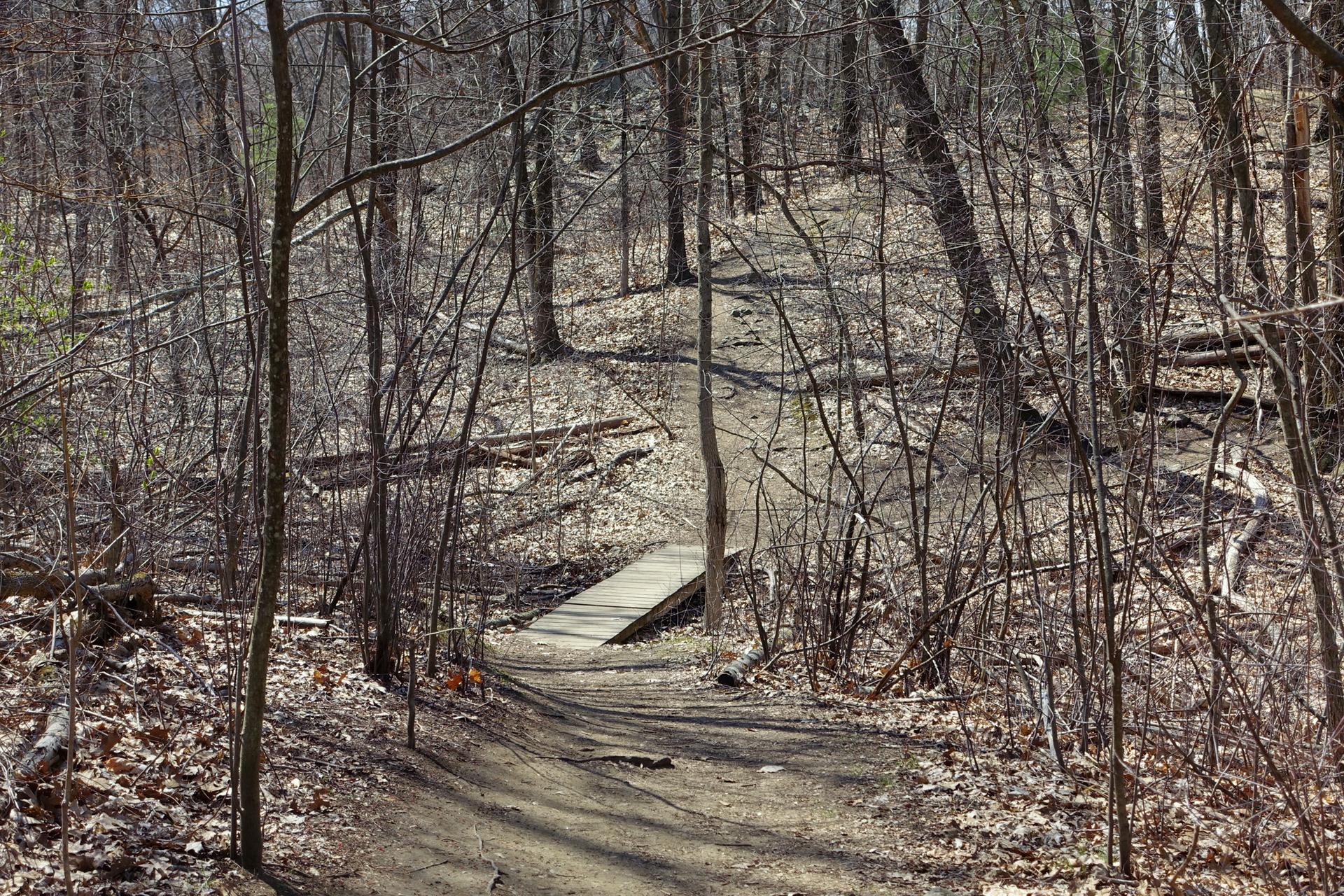 A winding dirt path and wooden bridge in a sunlit, leafless forest.