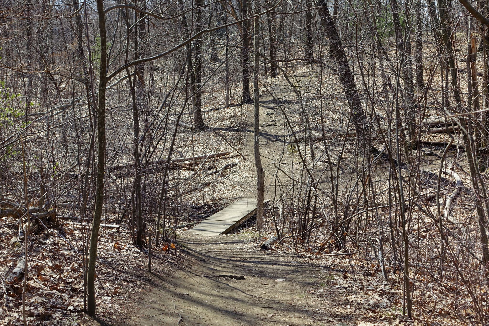 A winding dirt path and wooden bridge in a sunlit, leafless forest. - Whipple Hill – Short Technical Loop