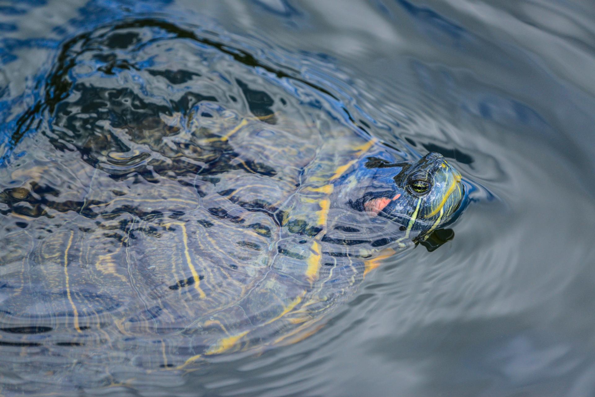 A vibrant turtle swims in rippling water, its head above the surface.