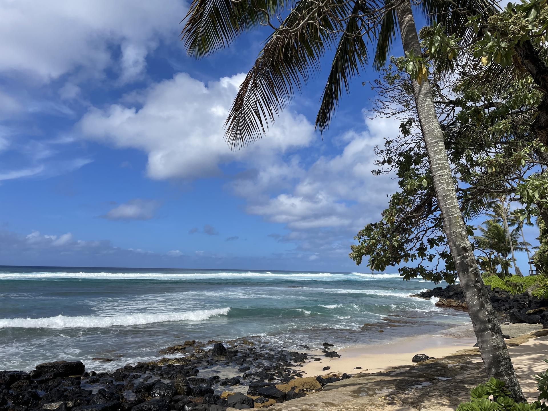 Crashing ocean waves on a rocky beach with palm trees under a blue sky.