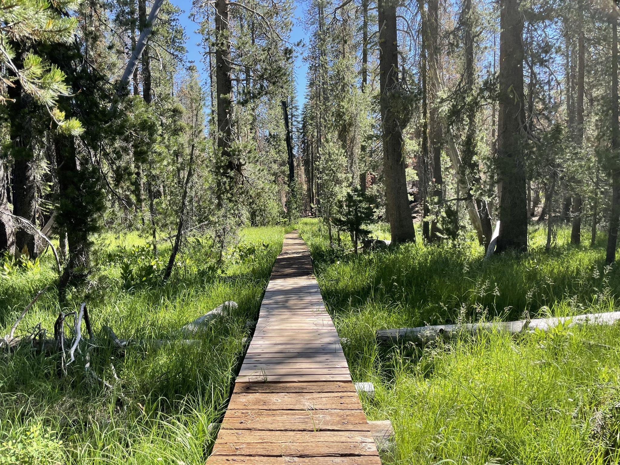 Wooden boardwalk path through a sunlit, grassy forest with tall trees.