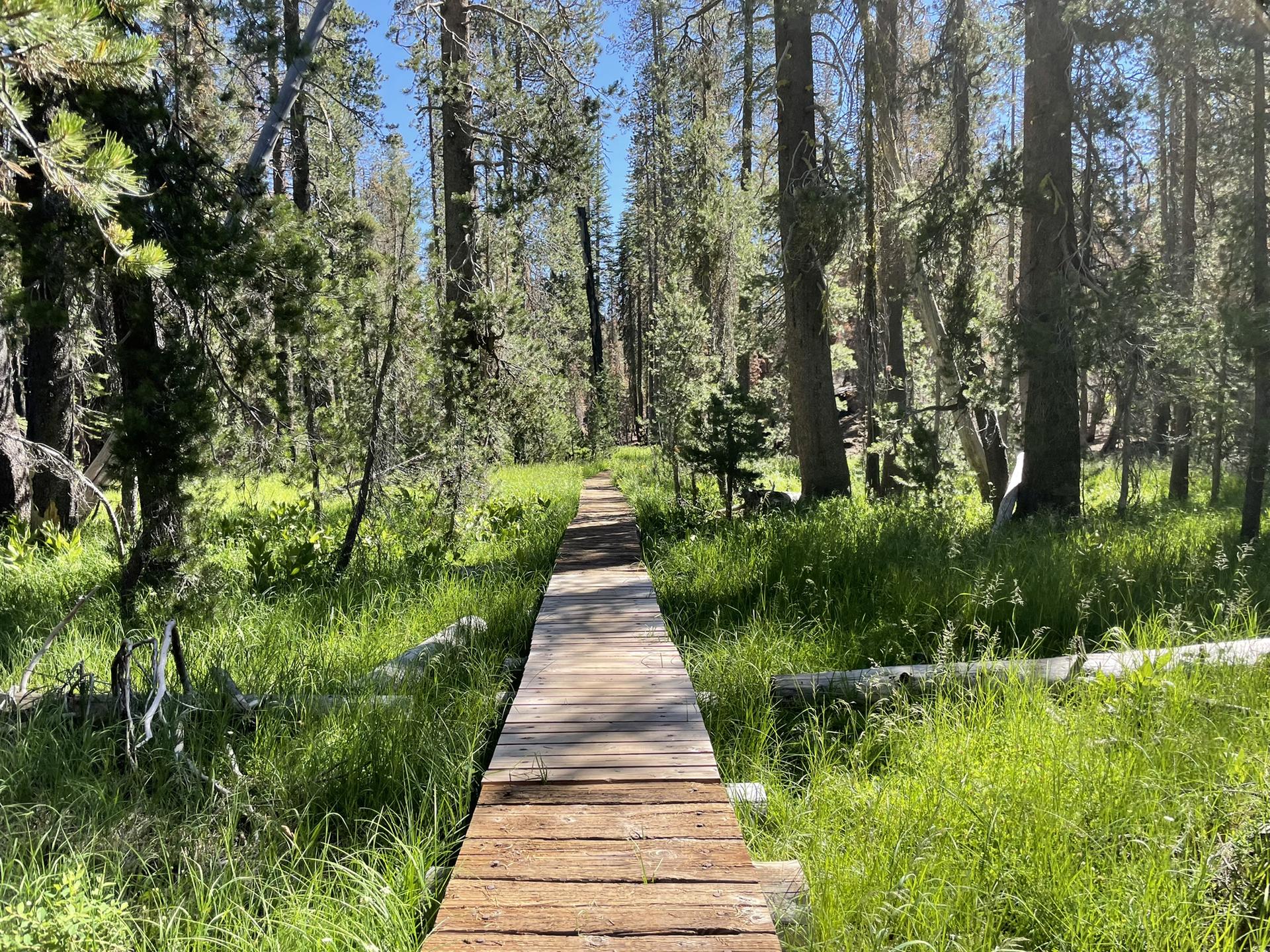 Wooden boardwalk path through a sunlit, grassy forest with tall trees.