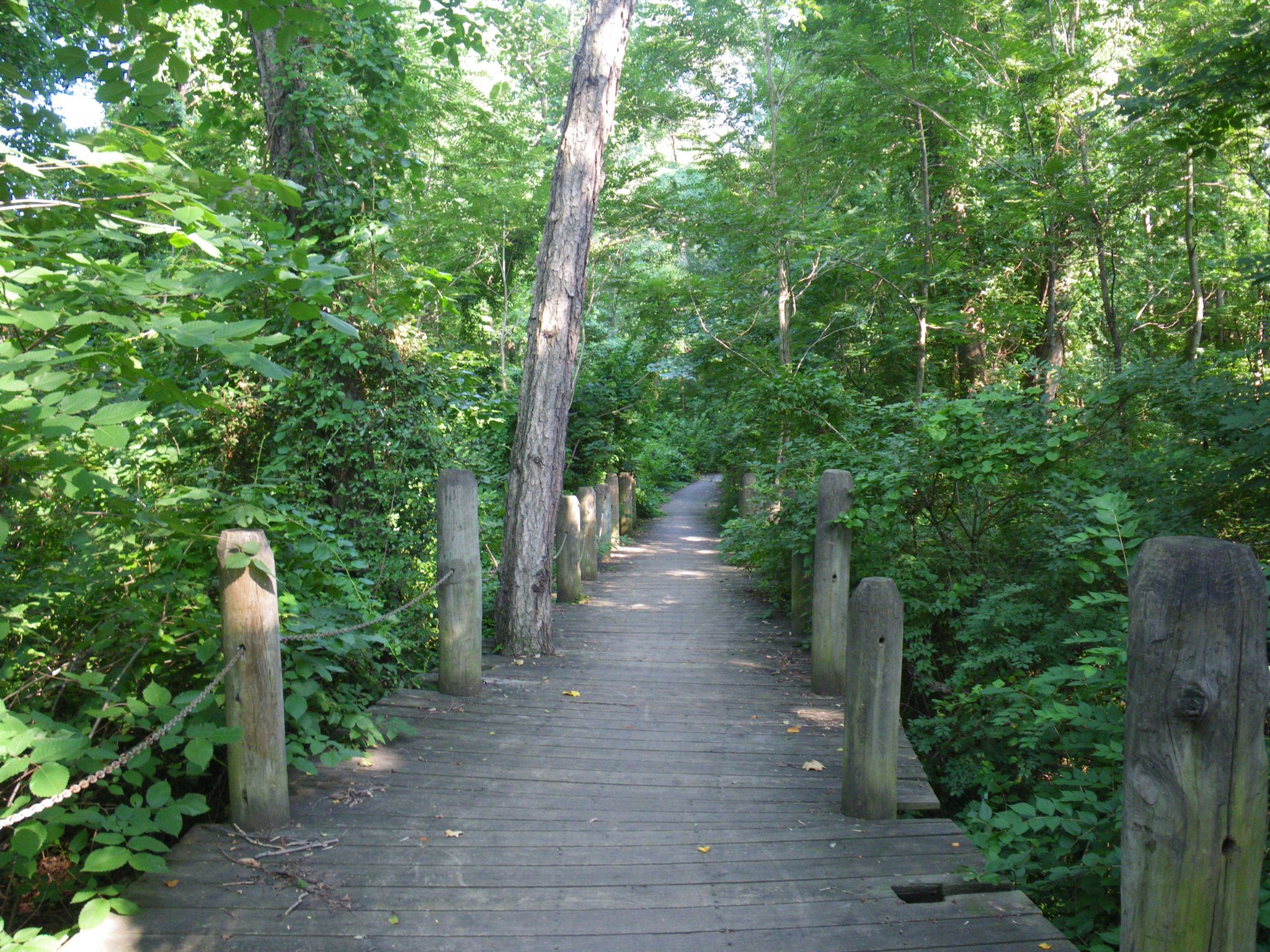 Wooden boardwalk winding through a dense, sunlit green forest. - Holmes Run Trail