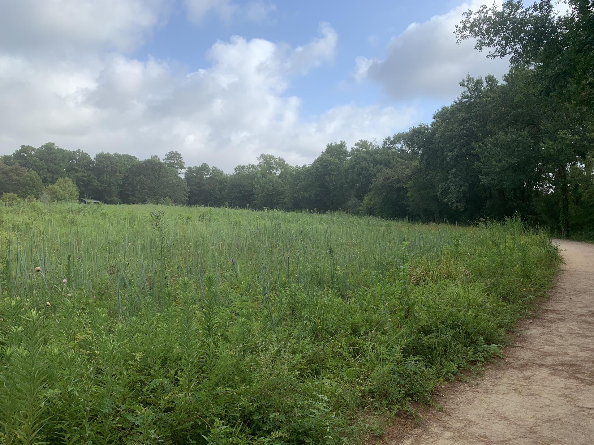 Vast green field under a cloudy sky, with a dirt path beside trees.