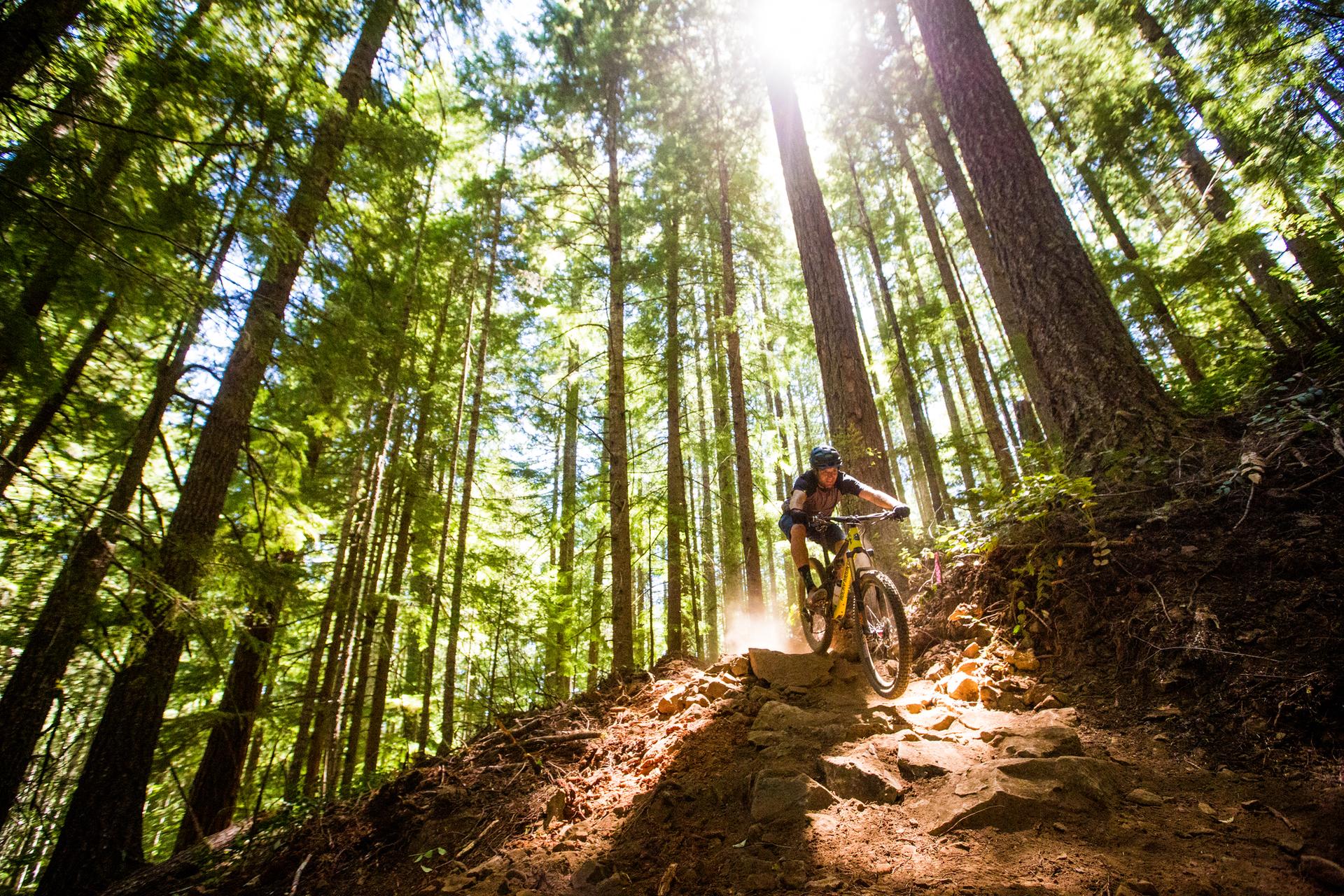 A mountain biker rides a rocky trail in a sun-drenched, tall forest.