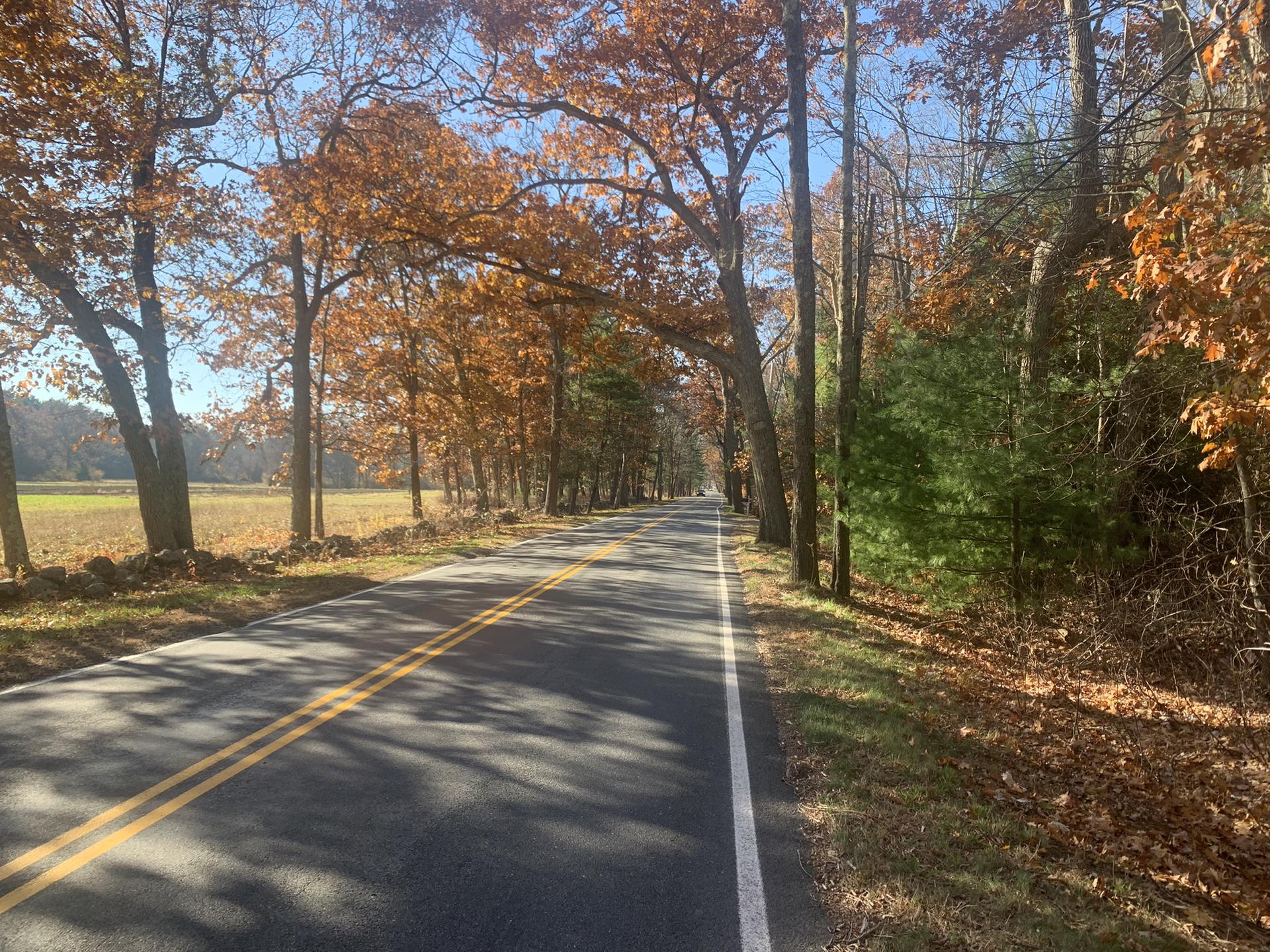 A paved road lined with autumn trees and a field under bright sunlight.