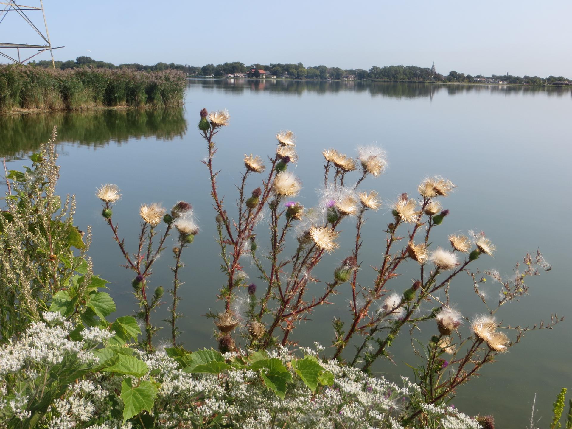 Close-up of thistles and white flowers by a calm lake on a sunny day.