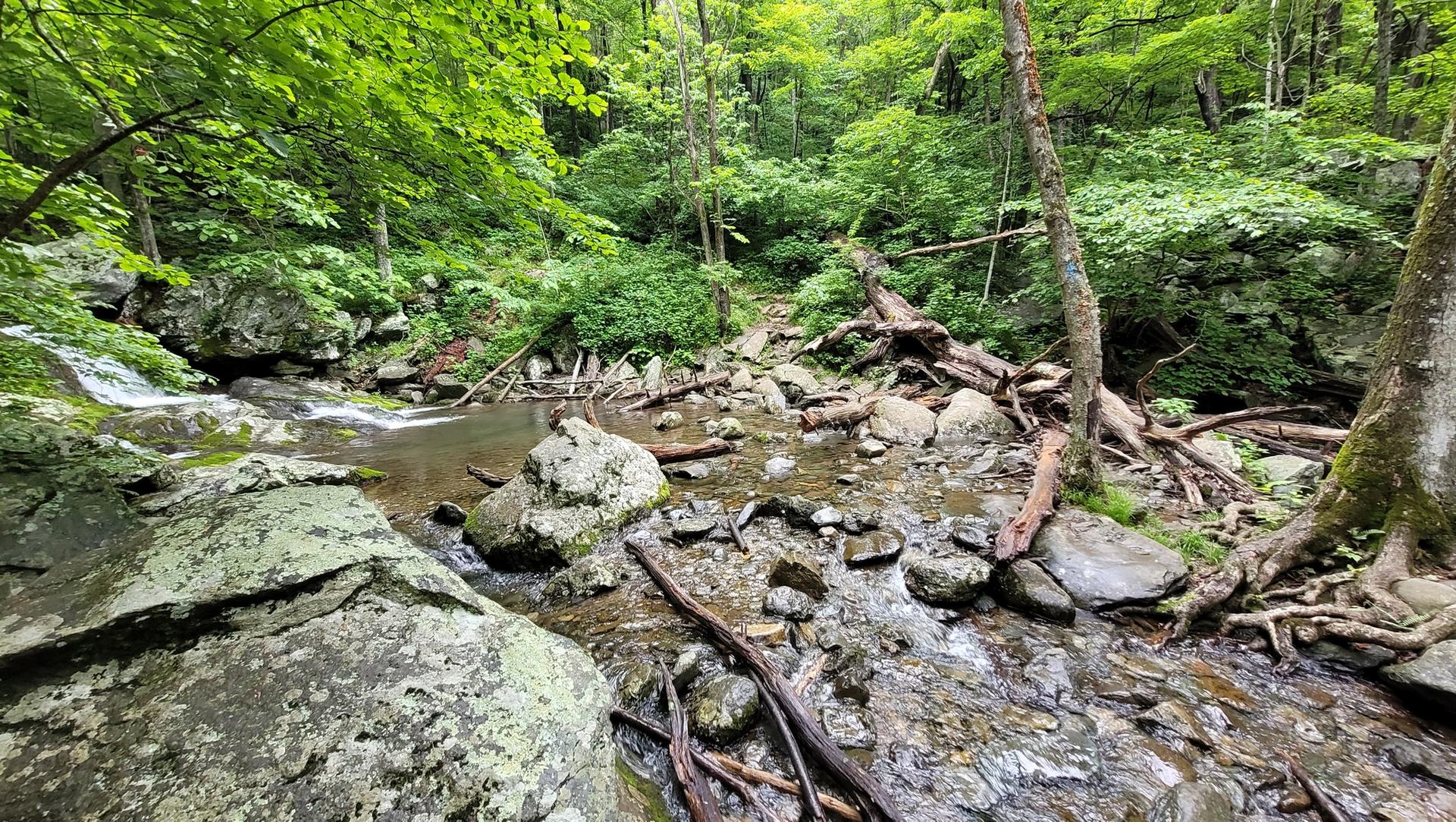 A rocky stream flows through a lush green forest under bright light.