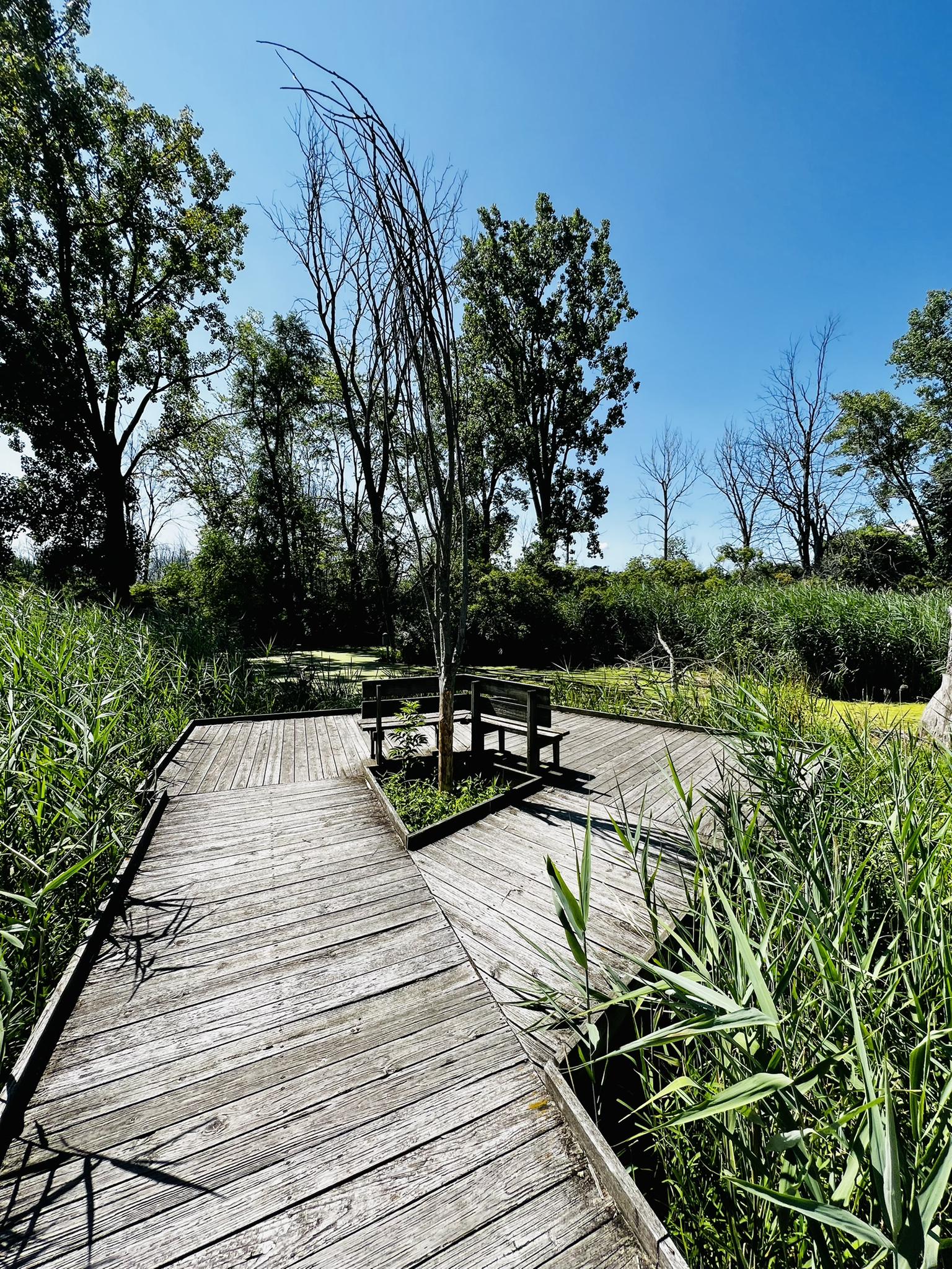 Wooden boardwalk through tall reeds, leading to benches under a tree.
