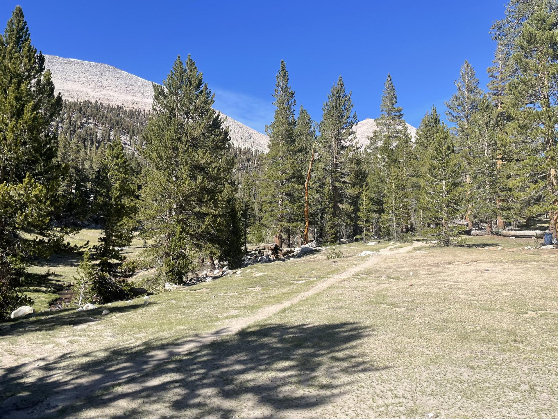 Sunny grassy clearing with a path, surrounded by pine trees and mountains.