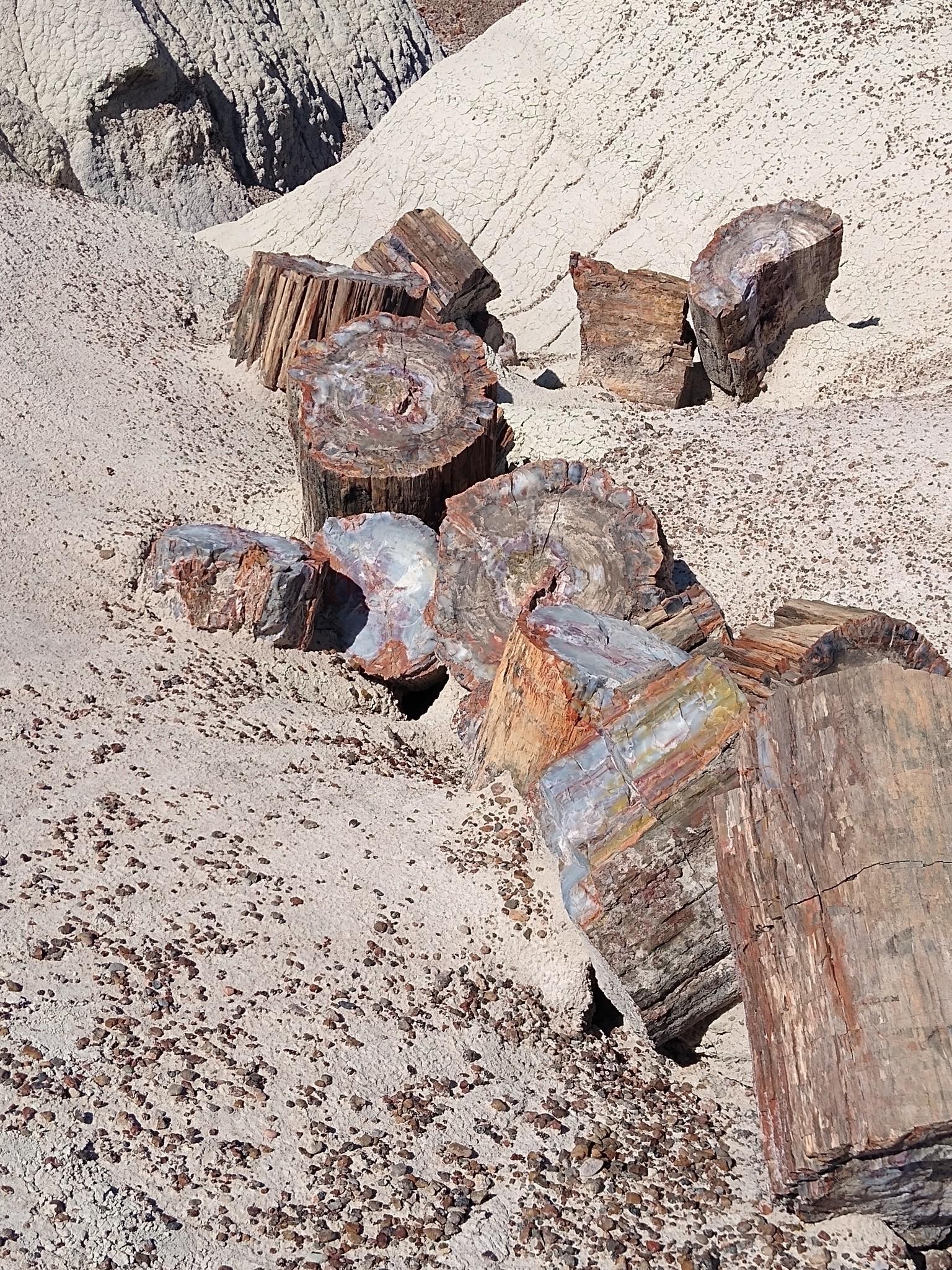 Colorful petrified wood logs scattered on sandy ground in a desert environment.