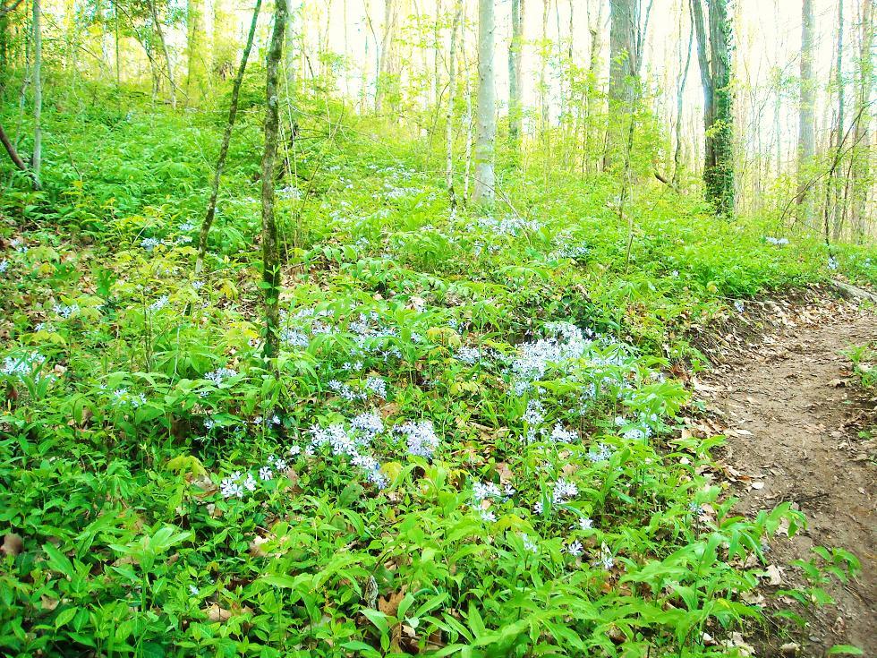Lush green forest floor with small blue flowers and a dirt path.